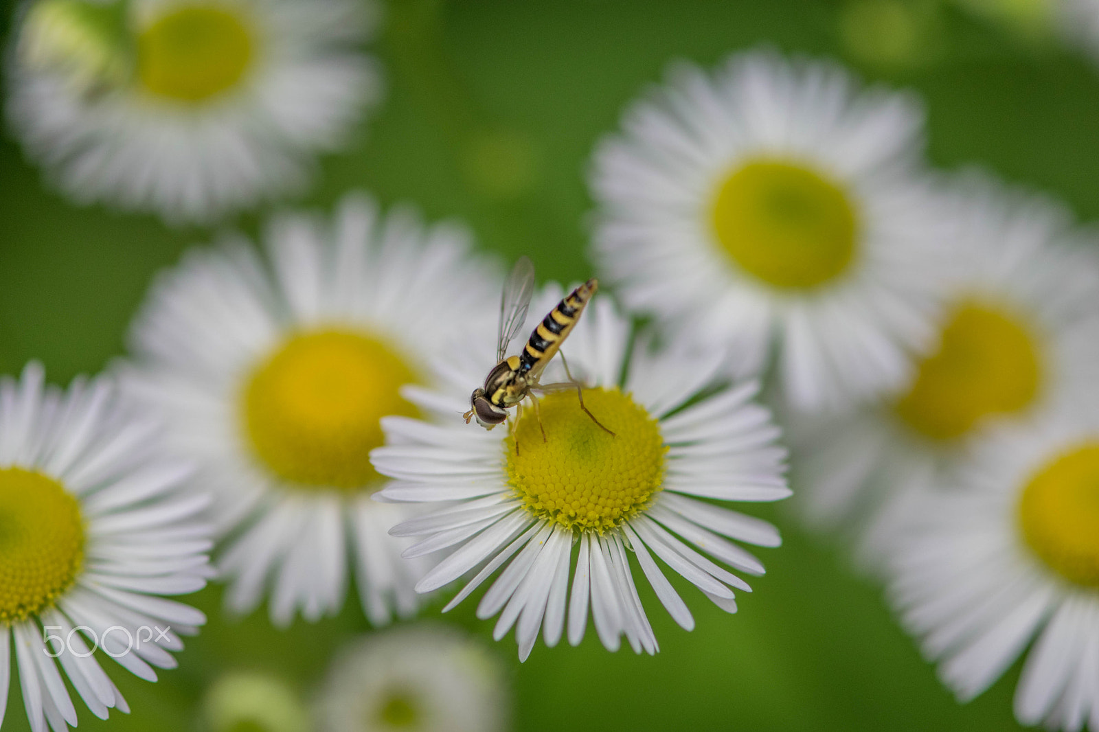 Nikon AF-S Micro-Nikkor 105mm F2.8G IF-ED VR sample photo. Tiny guest photography