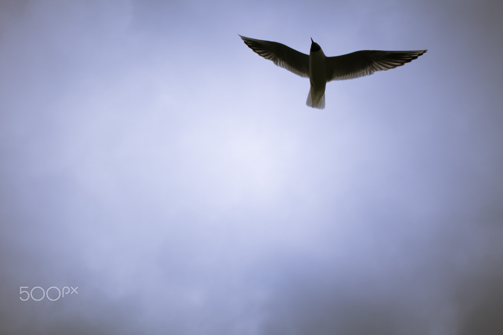 Samsung NX300 + Samsung NX 45mm F1.8 sample photo. Seagull flying in the sky photography