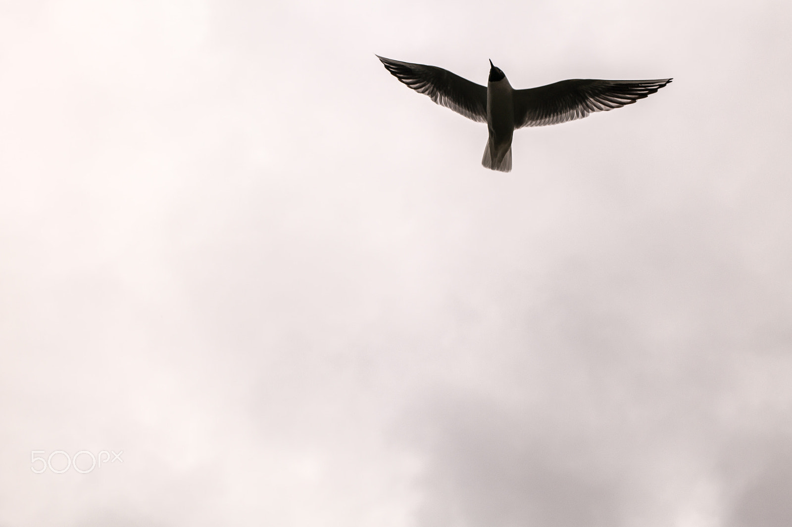 Samsung NX300 + Samsung NX 45mm F1.8 sample photo. Seagull flying in the sky photography