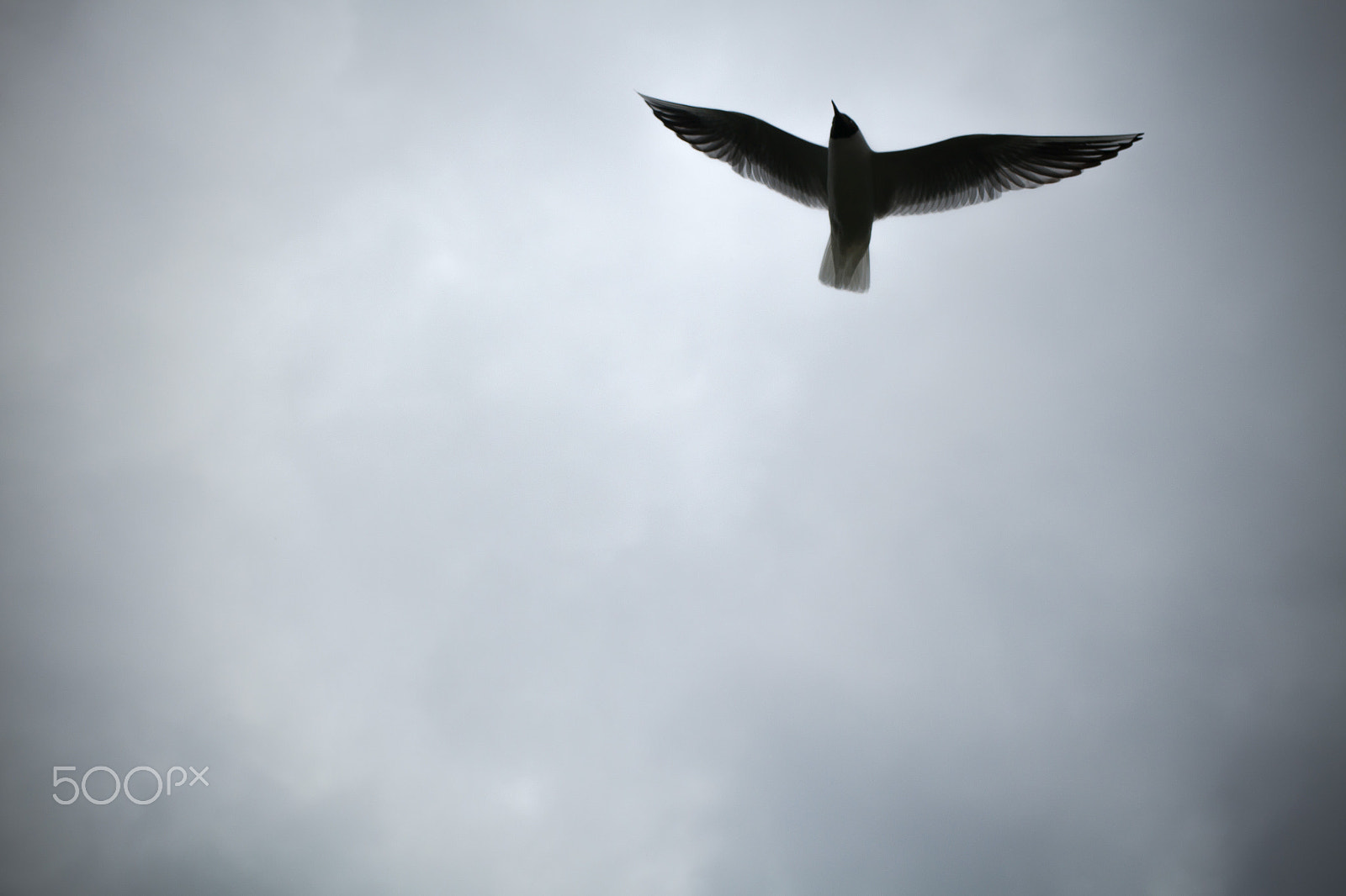Samsung NX300 + Samsung NX 45mm F1.8 sample photo. Seagull flying in the sky photography