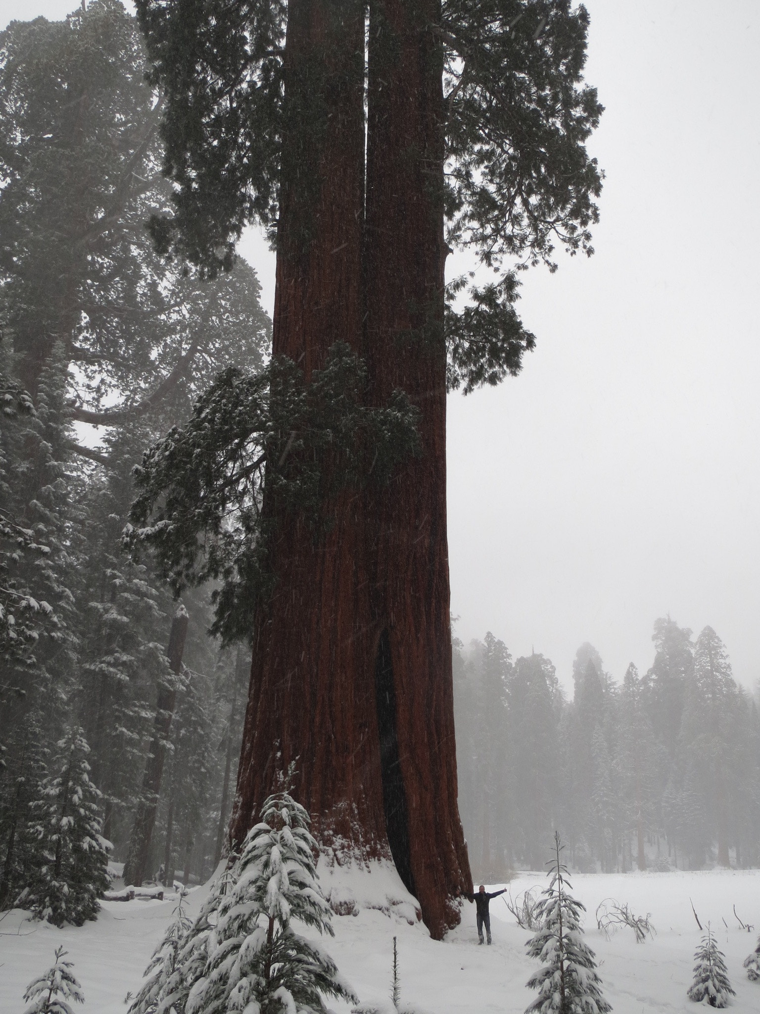 Canon PowerShot ELPH 520 HS (IXUS 500 HS / IXY 3) sample photo. Sequoia national park photography