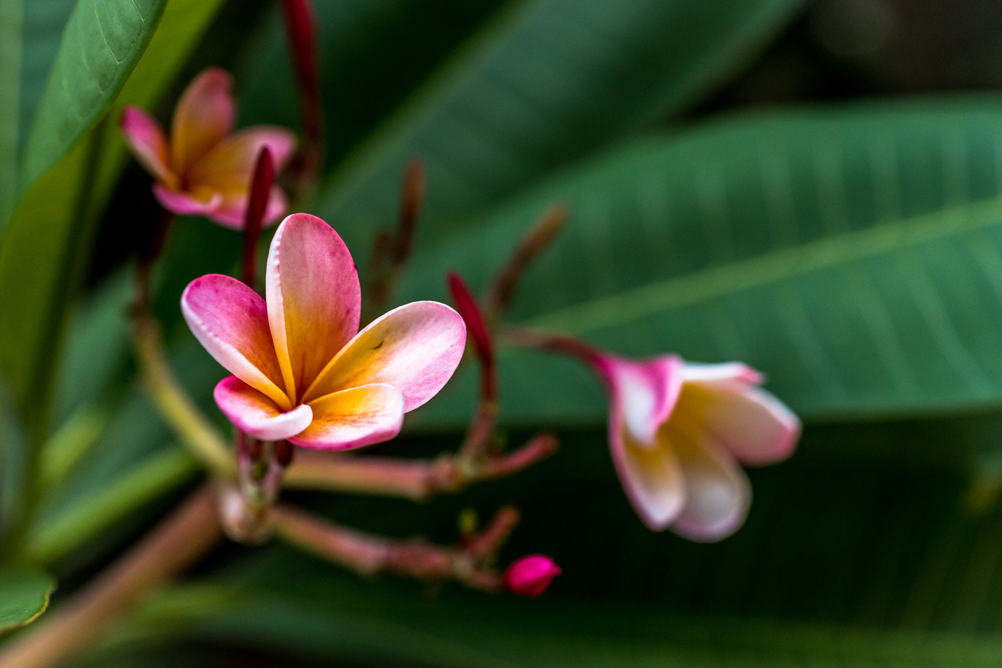 Nikon AF Micro-Nikkor 60mm F2.8D sample photo. Pretty in pink photography