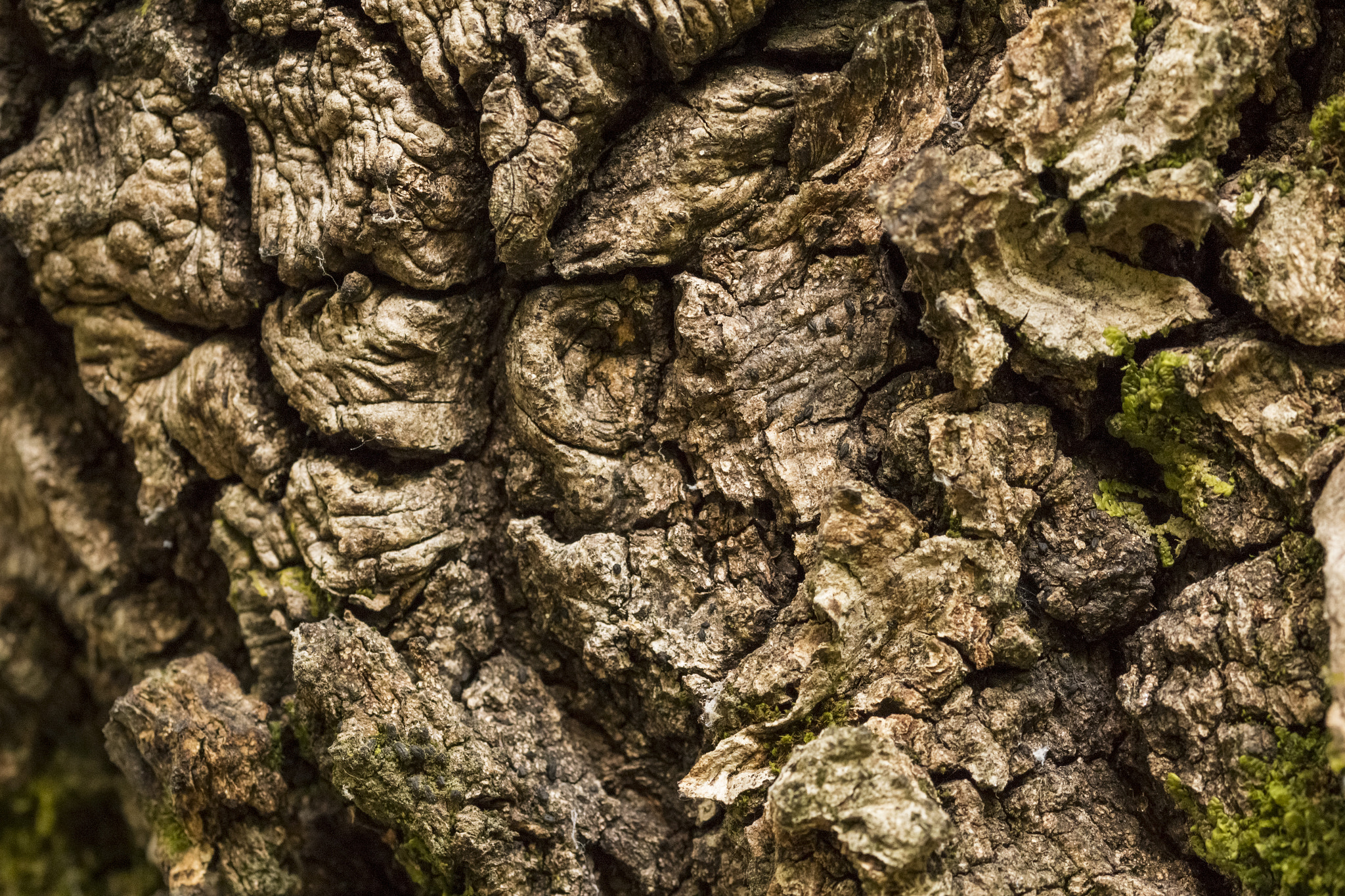 Sigma 105mm F2.8 EX DG OS HSM sample photo. The skin of the ancient tree photography
