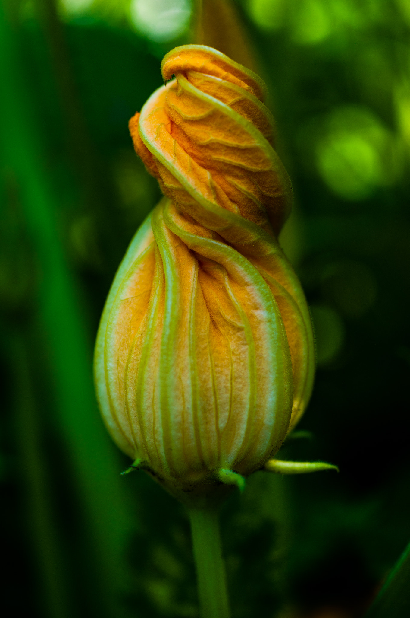 HD Pentax DA 35mm F2.8 Macro Limited sample photo. Future squash 2 photography