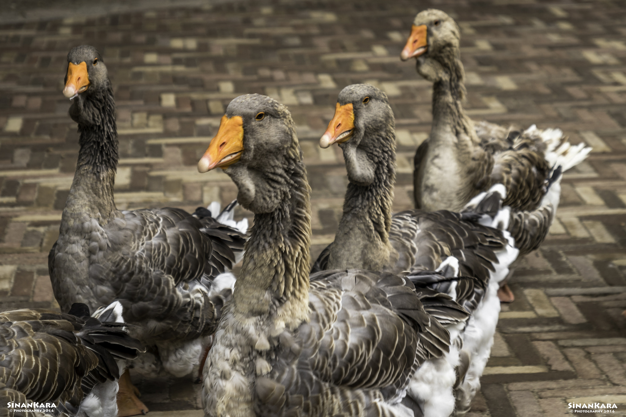Sigma 17-70mm F2.8-4 DC Macro OS HSM sample photo. Ducks - ordekler photography