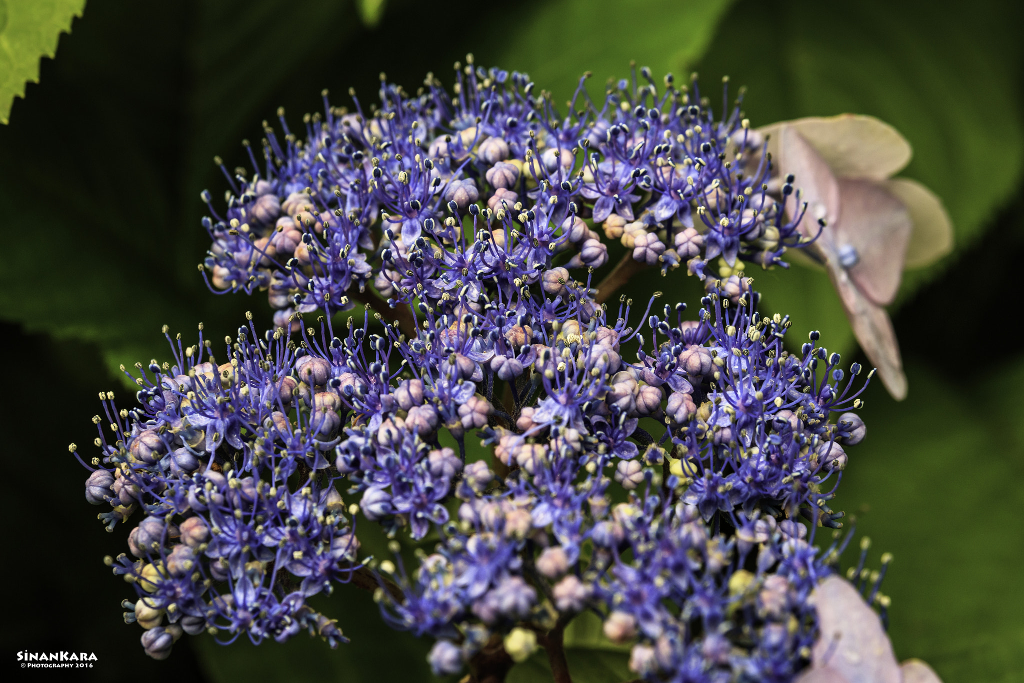 Sigma 17-70mm F2.8-4 DC Macro OS HSM sample photo. Flower photography