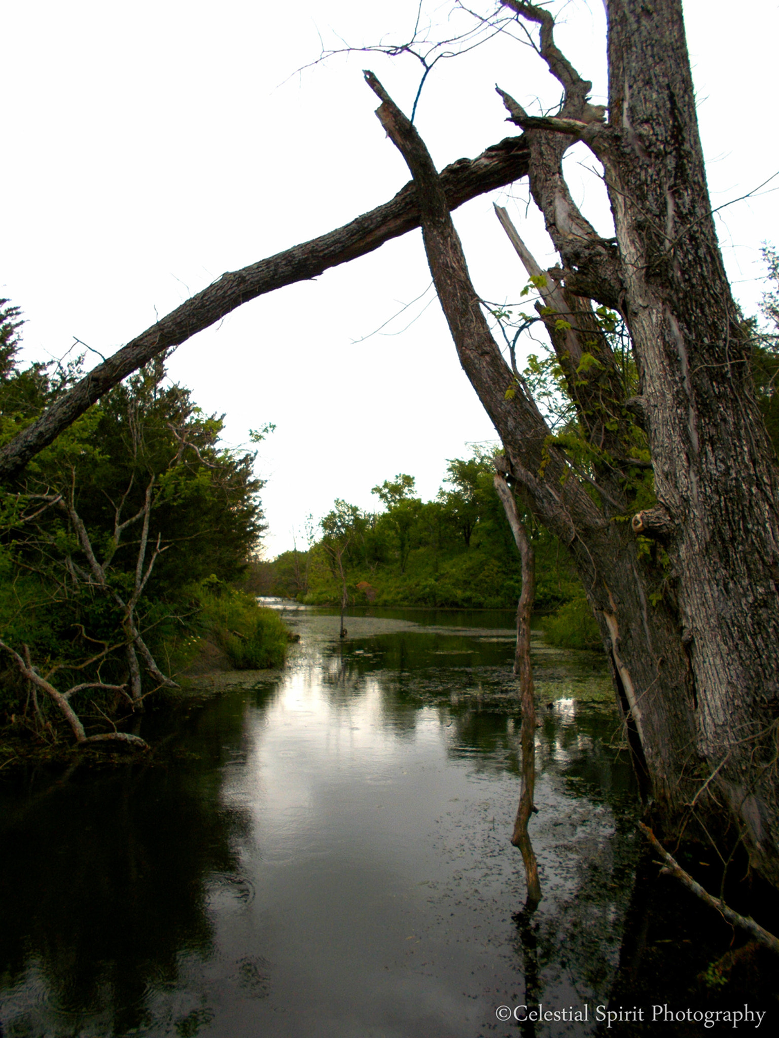 Nikon COOLPIX L27 sample photo. Swamp photography