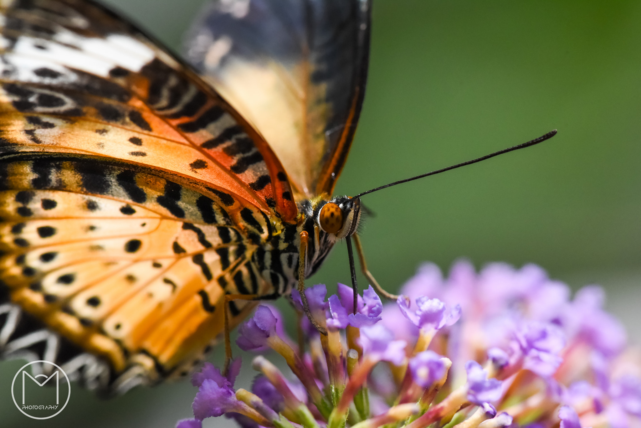 Nikon D750 + Nikon AF Micro-Nikkor 200mm F4D ED-IF sample photo. Another butterfly photography