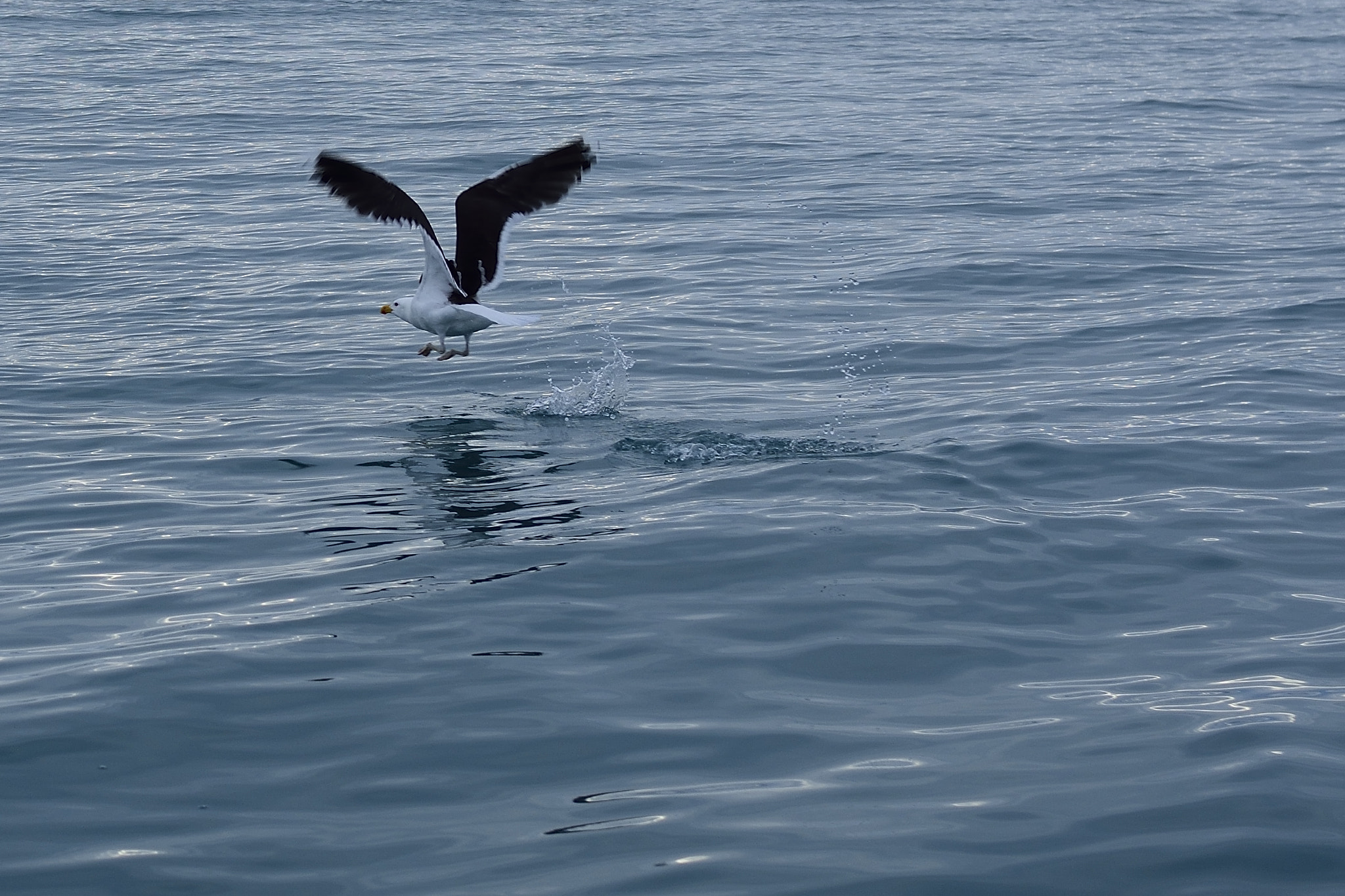 Nikon D7200 + Sigma 30mm F1.4 EX DC HSM sample photo. Seagull take off photography