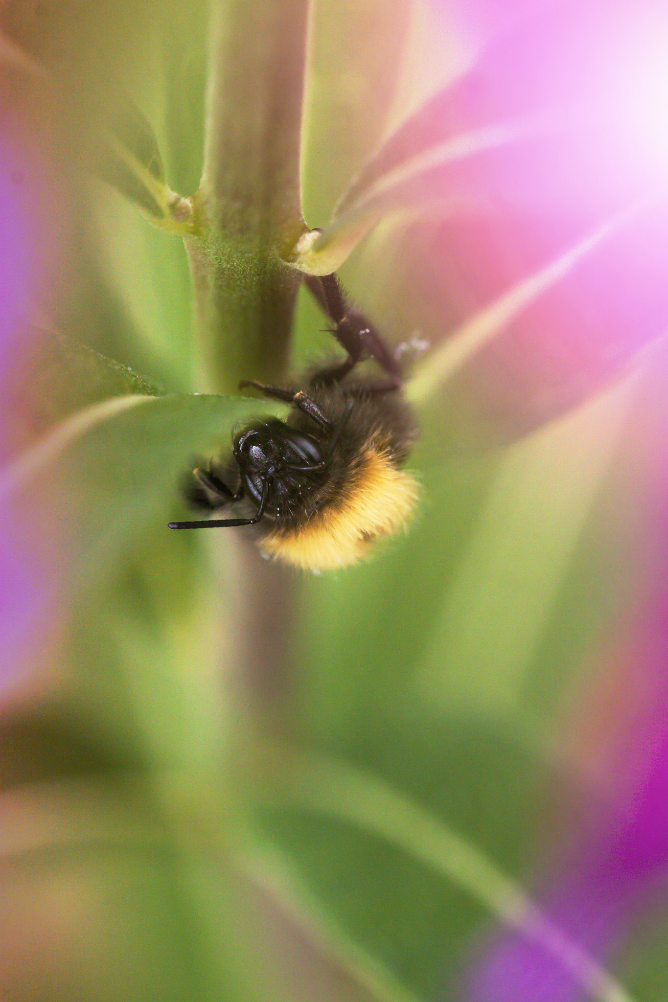 Canon EOS 500D (EOS Rebel T1i / EOS Kiss X3) + Canon EF 100mm F2.8L Macro IS USM sample photo. Bumblebee photography