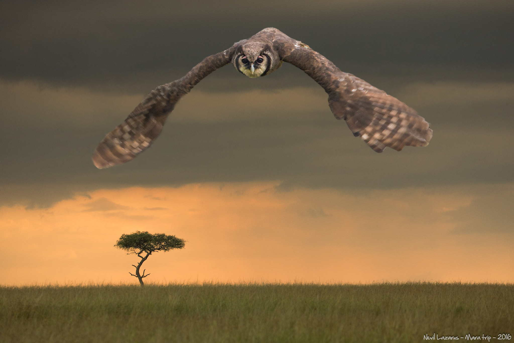 Canon EF 200-400mm F4L IS USM Extender 1.4x sample photo. Verreaux eagle-owl composite photography