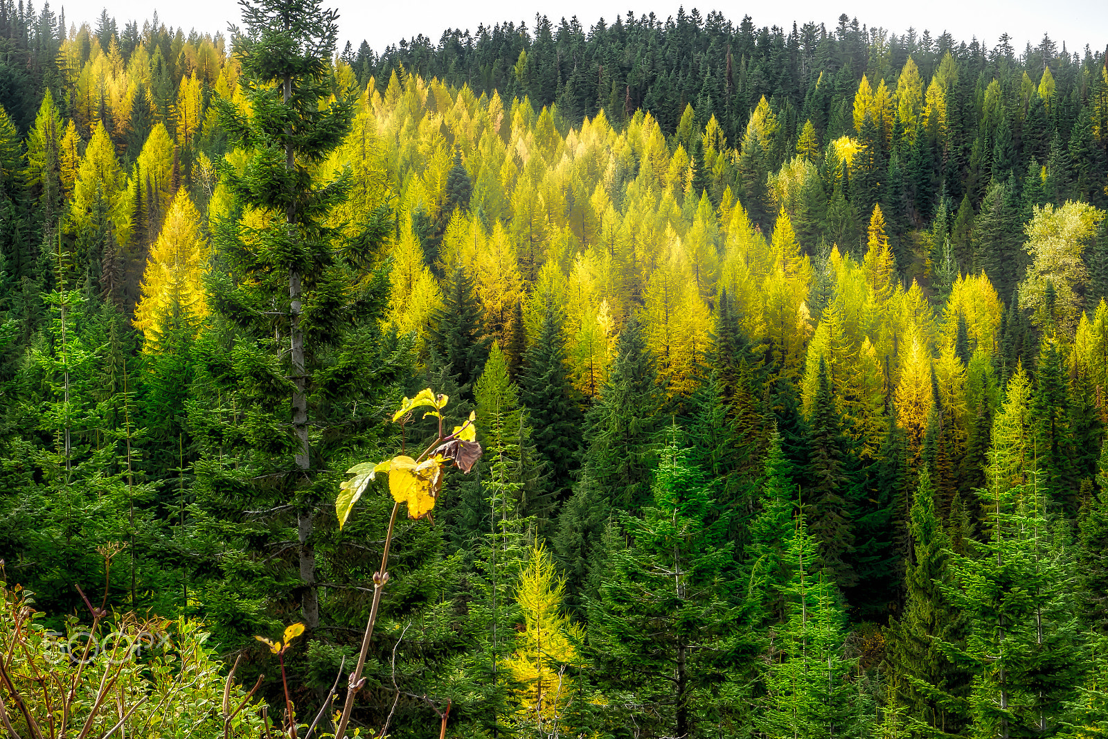 Panasonic Lumix DMC-GH4 + OLYMPUS M.12-50mm F3.5-6.3 sample photo. Fall on mount spokane photography