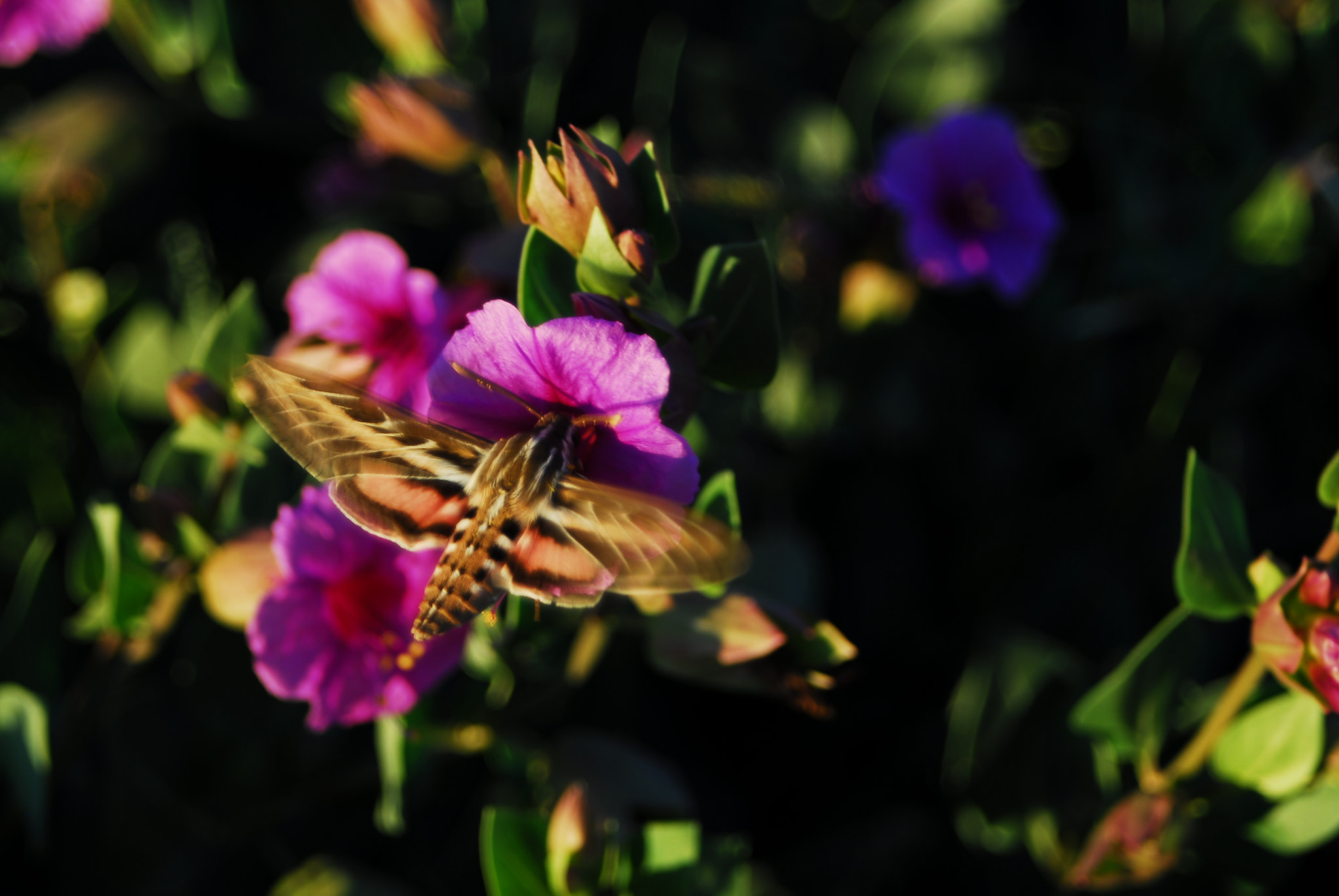 AF Zoom-Nikkor 28-100mm f/3.5-5.6G sample photo. Nectar of life photography