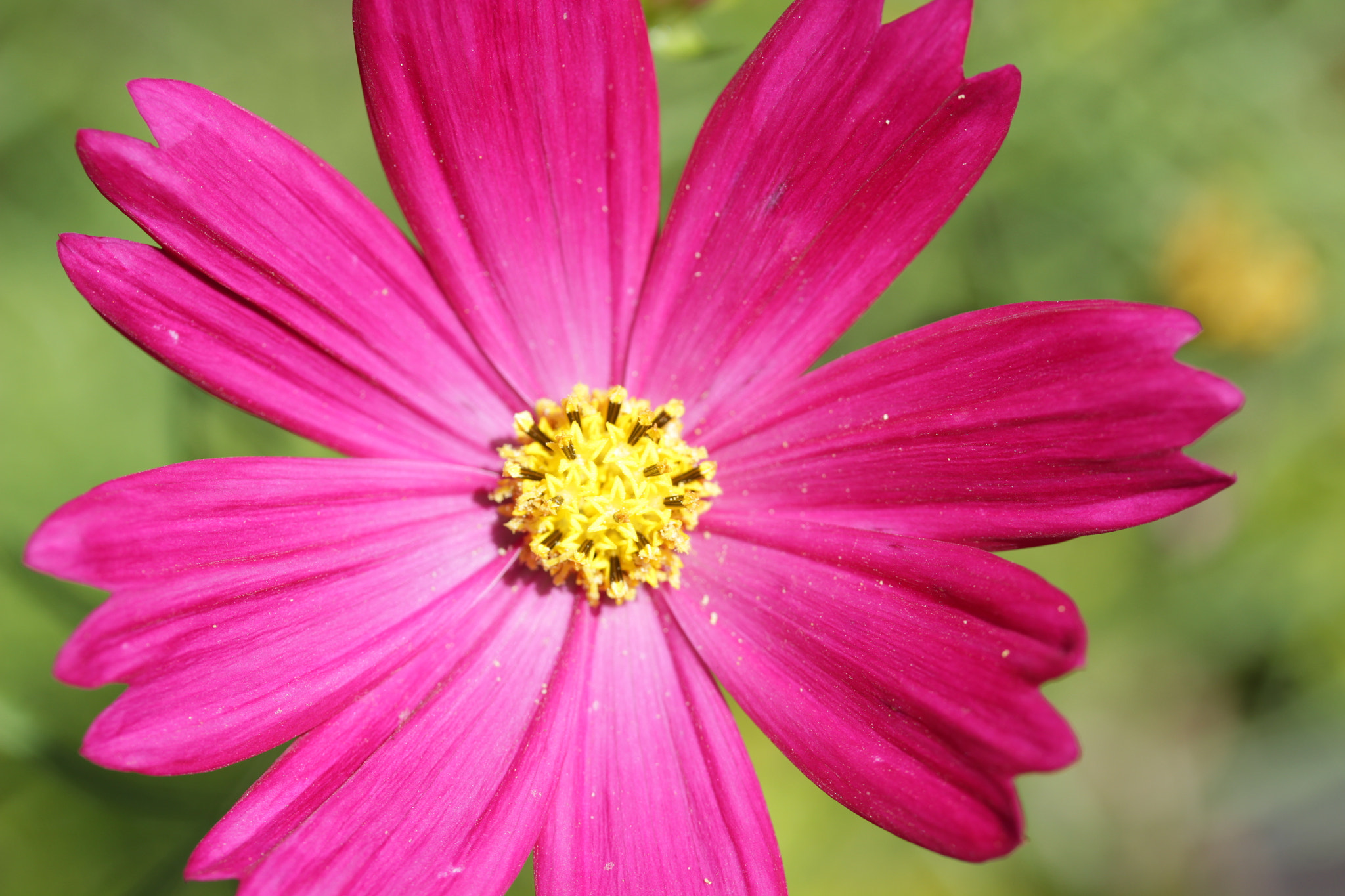Canon EF-S 60mm F2.8 Macro USM sample photo