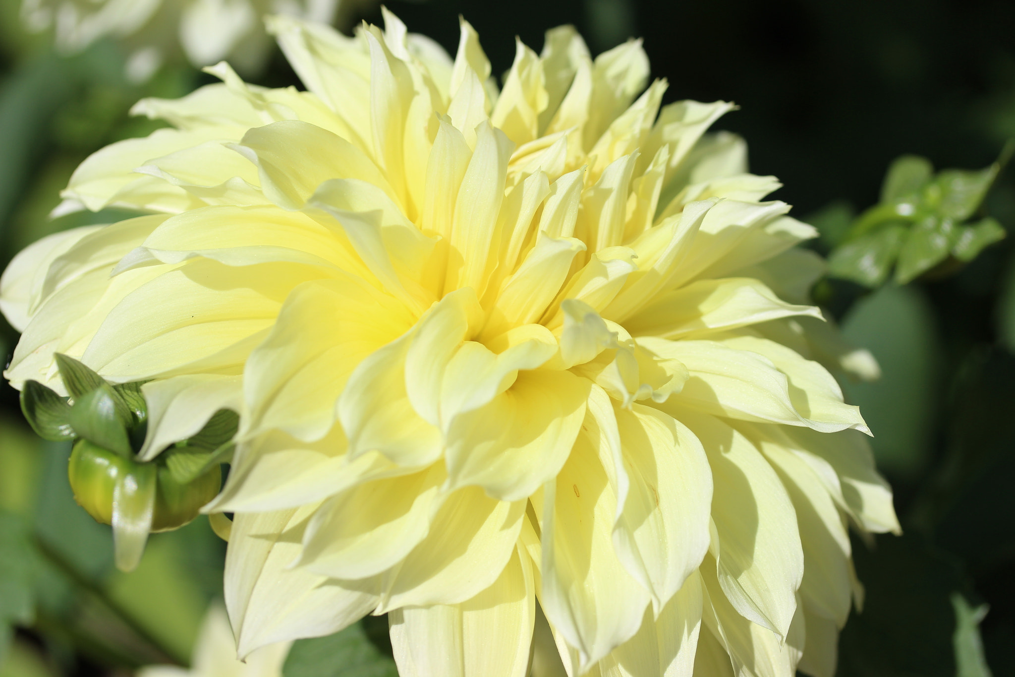 Canon EF-S 60mm F2.8 Macro USM sample photo