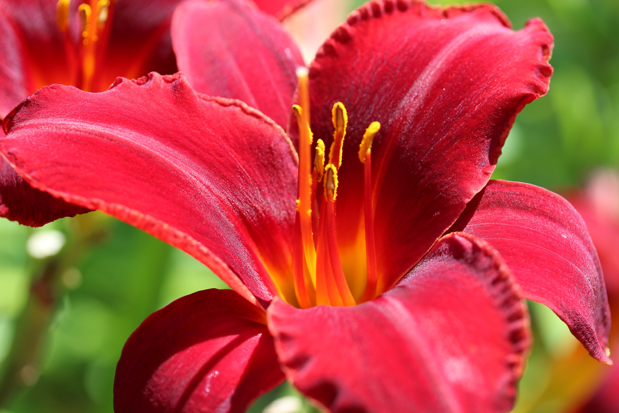 Canon EF-S 60mm F2.8 Macro USM sample photo