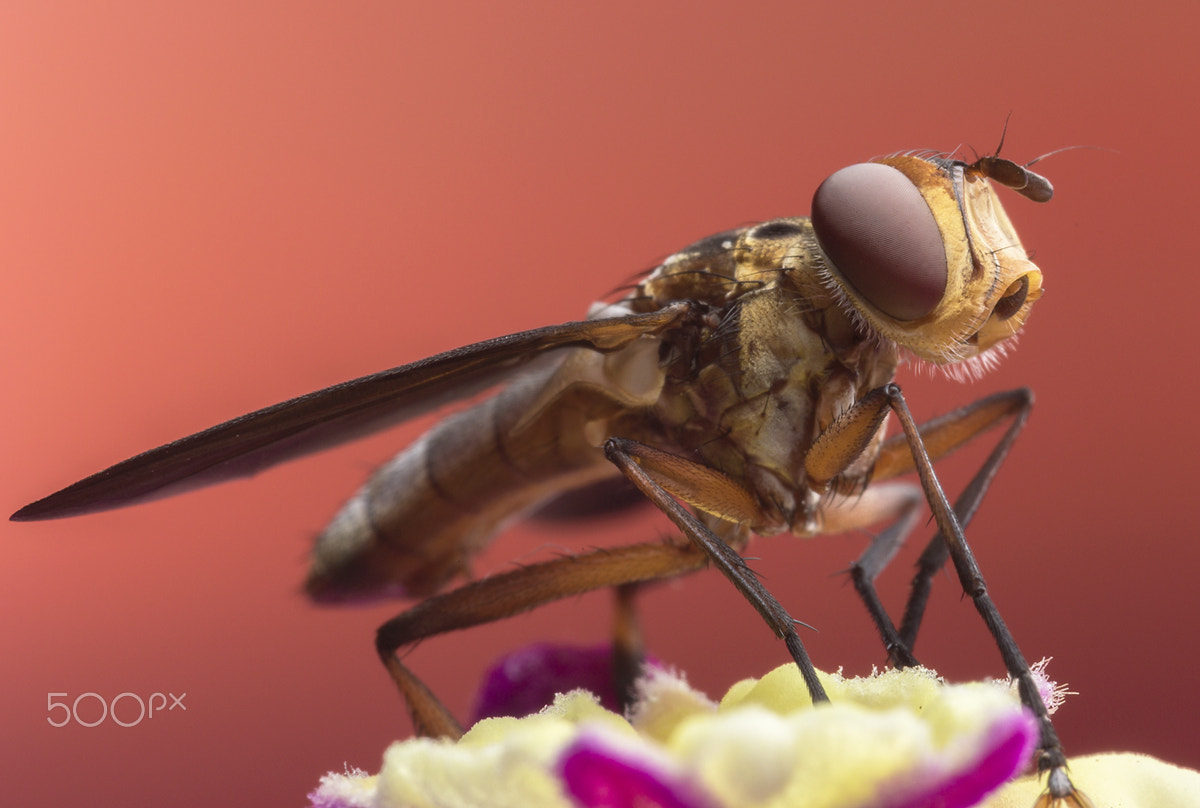 Canon MP-E 65mm F2.5 1-5x Macro Photo sample photo. Mosca asilidae photography