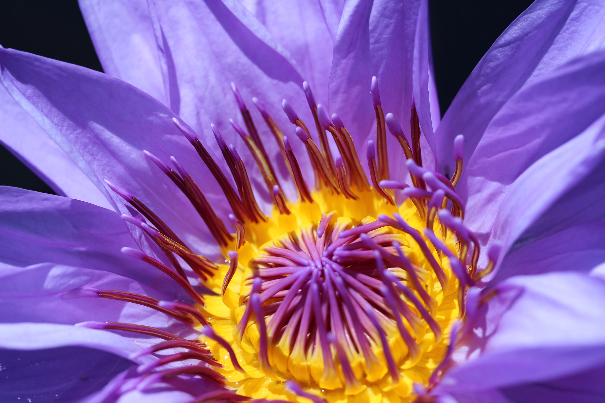 Canon EF-S 60mm F2.8 Macro USM sample photo