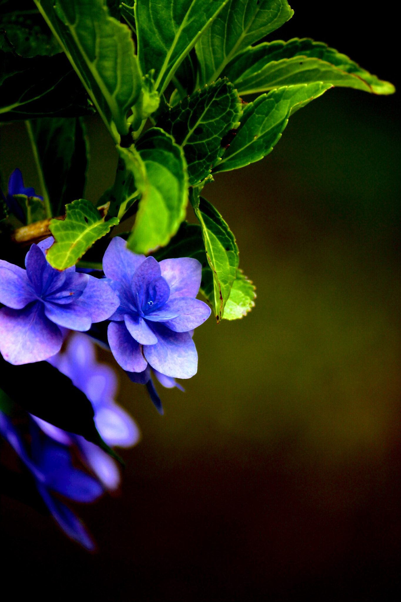 Canon EOS 600D (Rebel EOS T3i / EOS Kiss X5) sample photo. Hydrangea photography