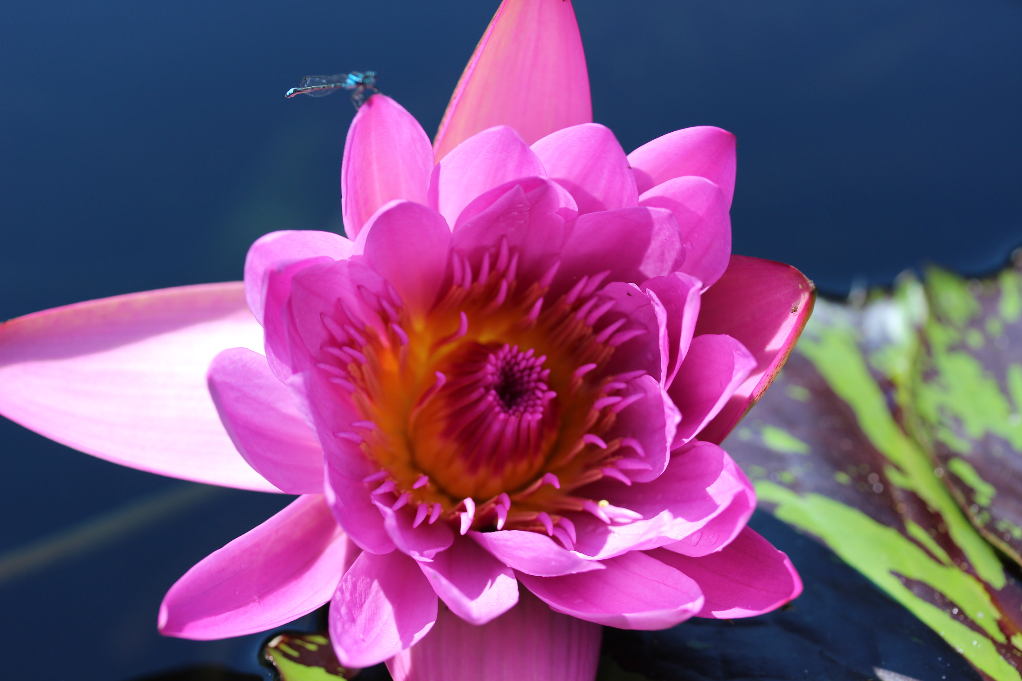 Canon EF-S 60mm F2.8 Macro USM sample photo