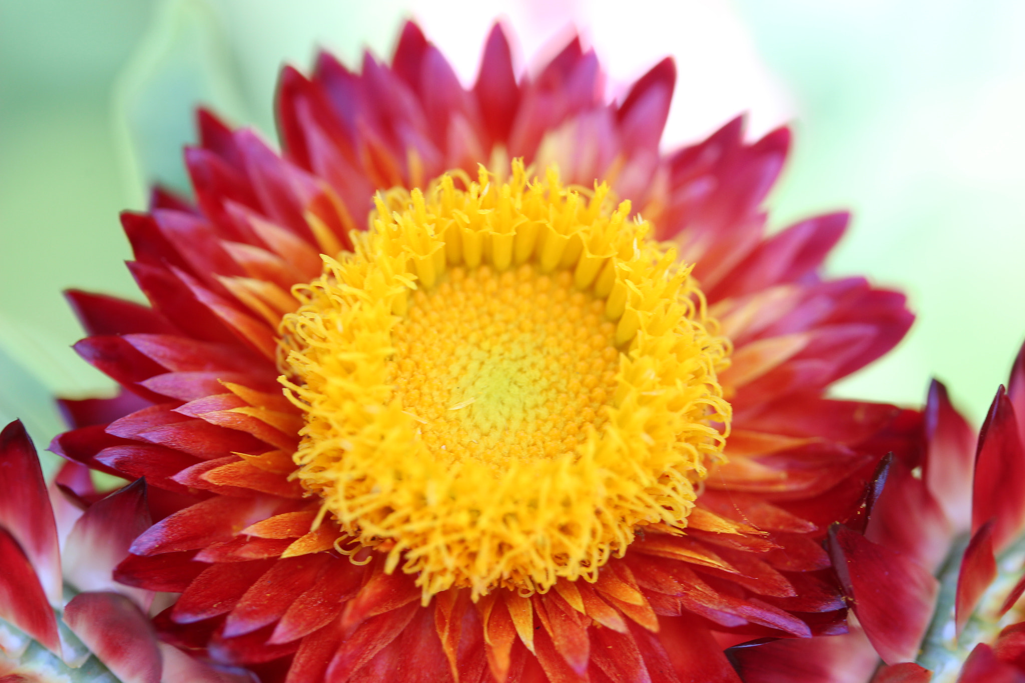 Canon EF-S 60mm F2.8 Macro USM sample photo