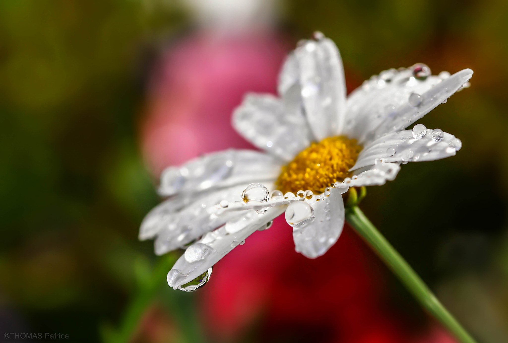Canon EOS-1D Mark IV sample photo. Macro daisy! photography