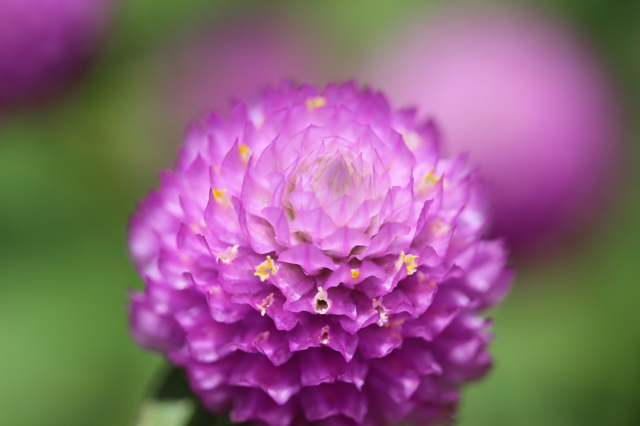 Canon EF-S 60mm F2.8 Macro USM sample photo
