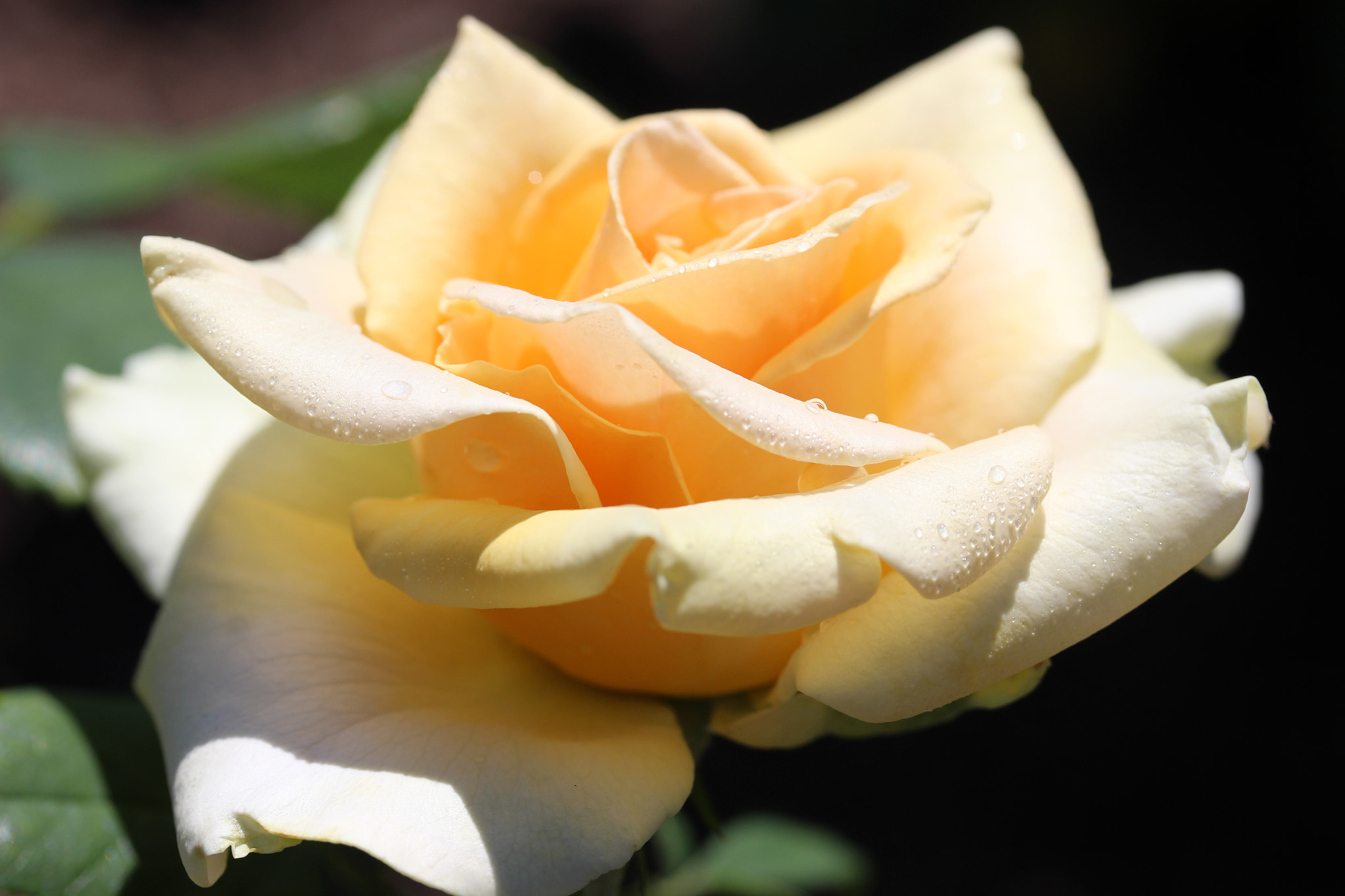 Canon EF-S 60mm F2.8 Macro USM sample photo
