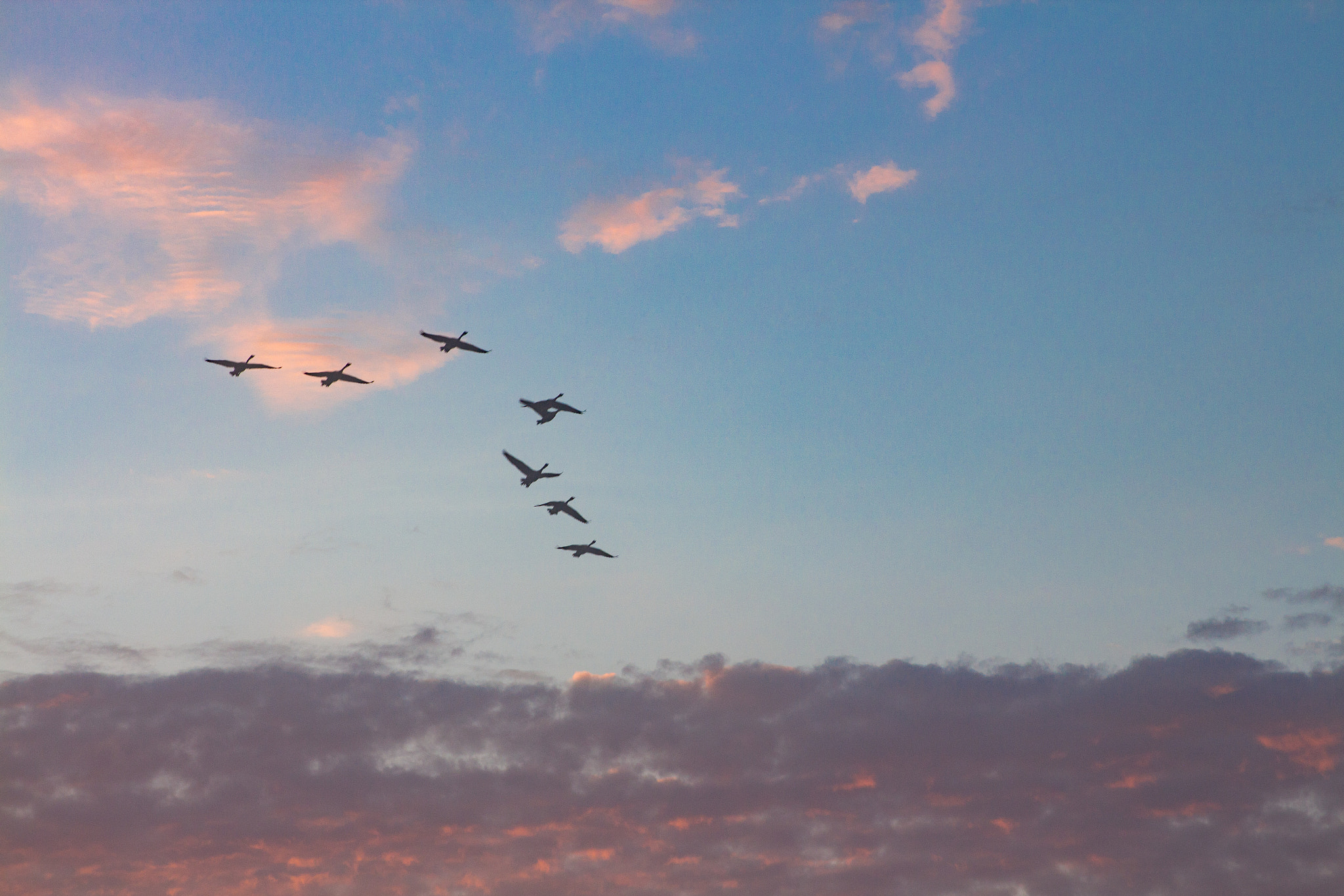 Canon EOS 650D (EOS Rebel T4i / EOS Kiss X6i) sample photo. Birds in the sunrise photography