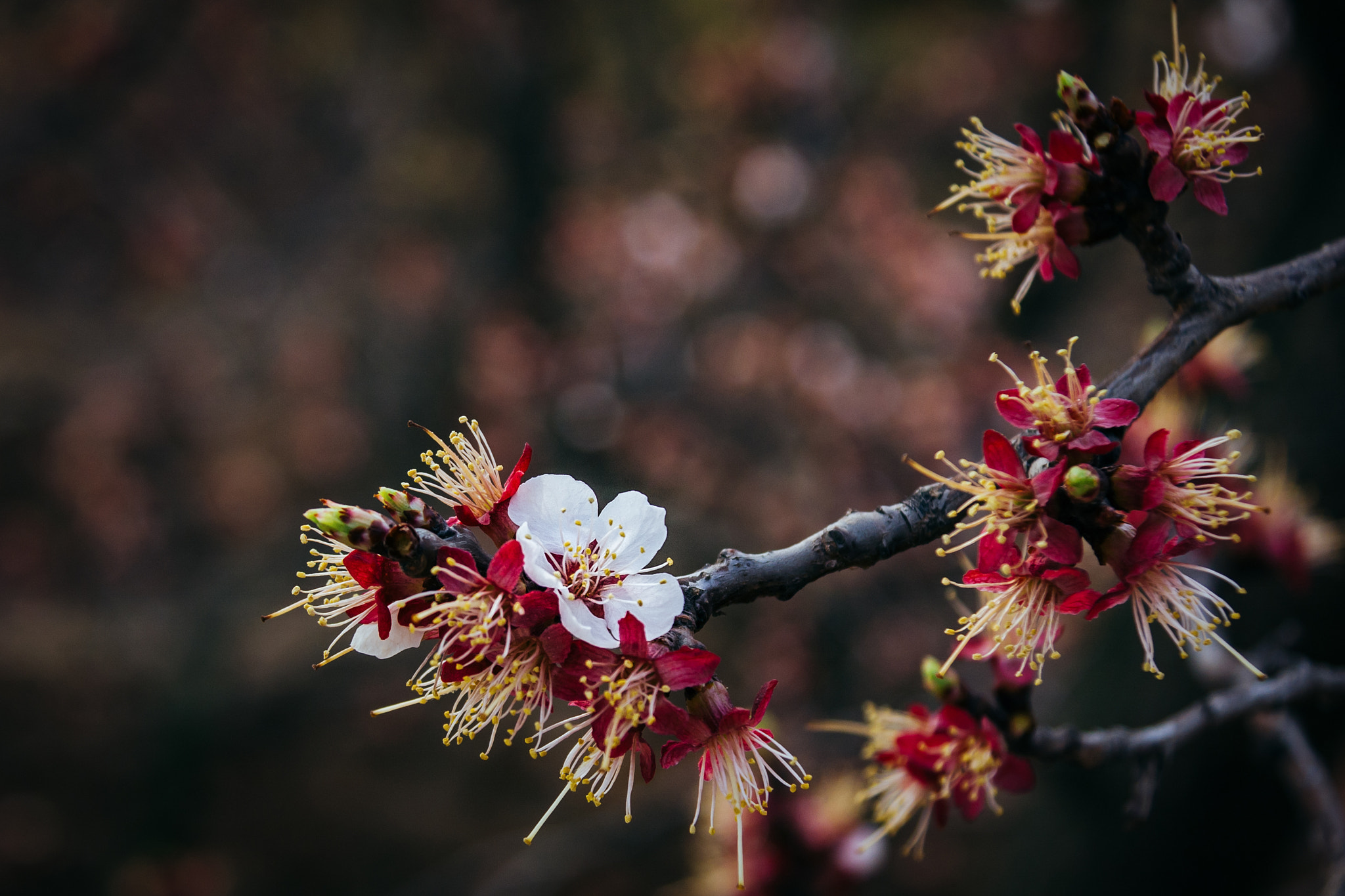 Canon EOS 40D sample photo. Visit flowers photography