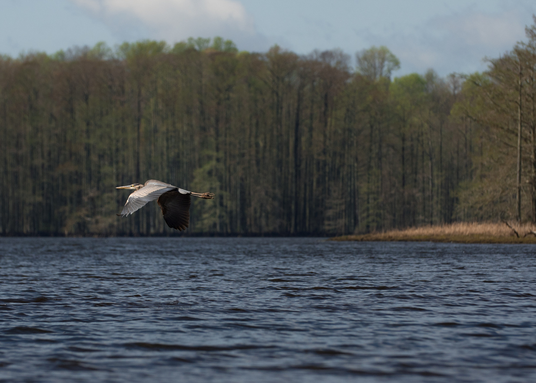 Panasonic Lumix DMC-GH4 + Canon EF 70-200mm F2.8L IS II USM sample photo. Heron in flight over open water photography