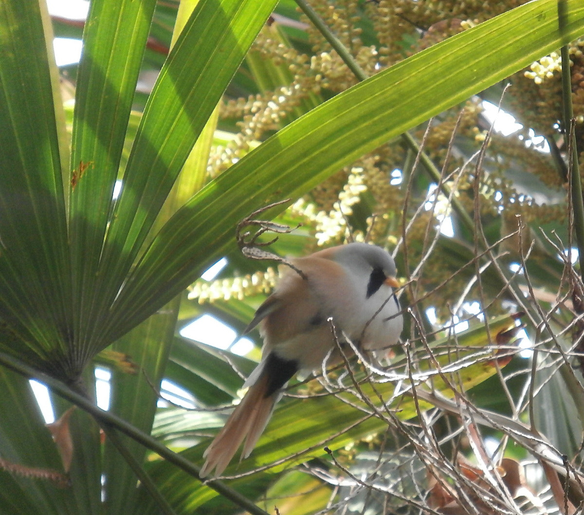 Olympus VR370,D785 sample photo. Bearded reedling photography