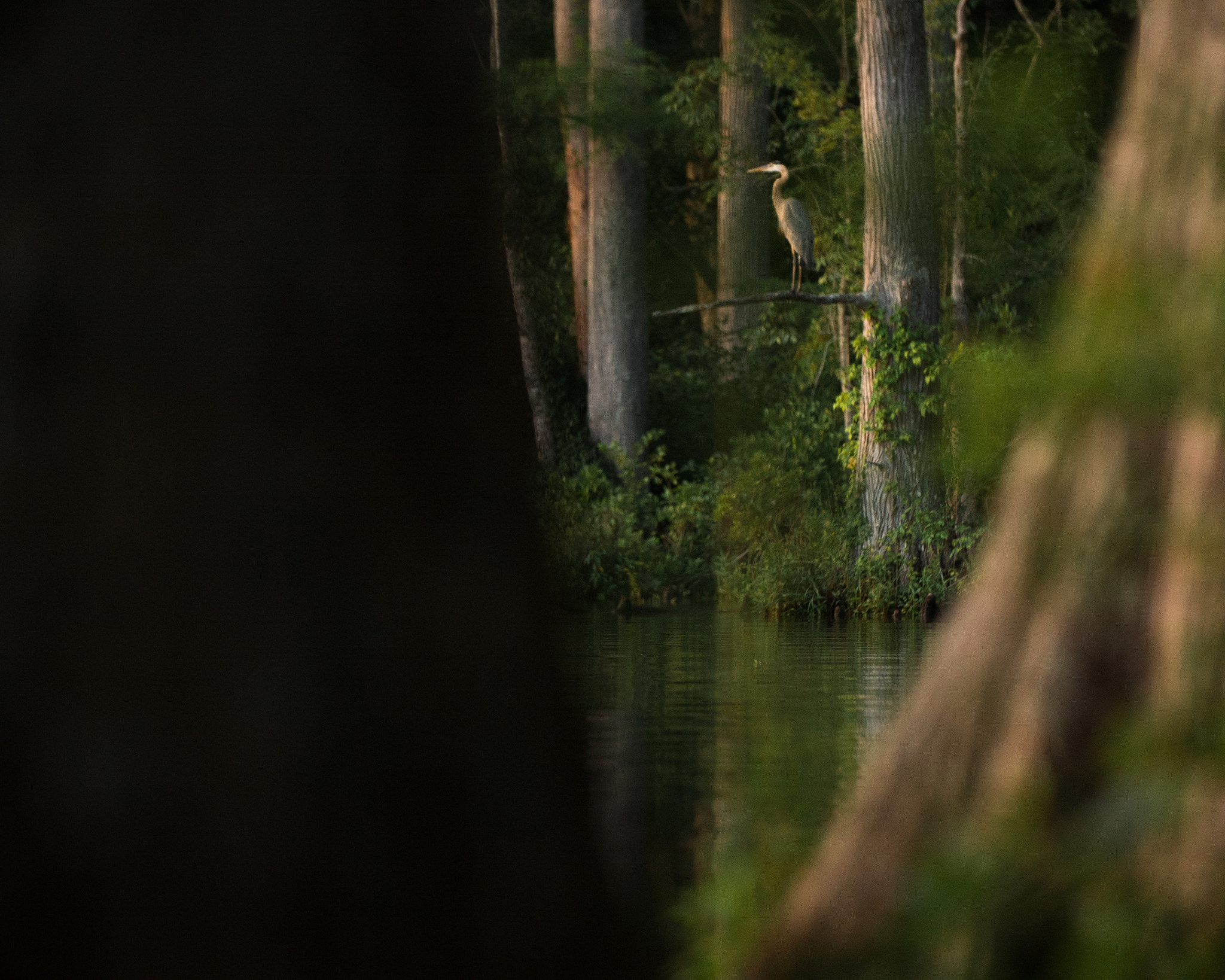 Canon EF 70-200mm F2.8L IS II USM sample photo. Perched between the trees photography