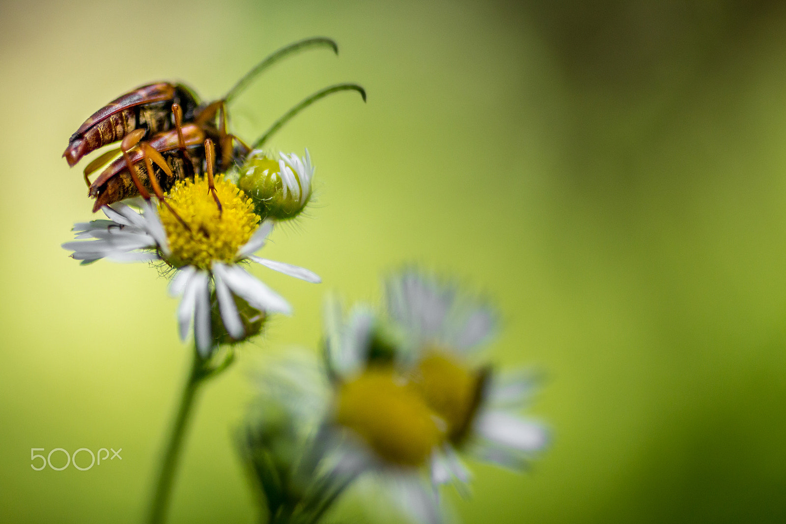 Canon EOS 70D + Canon EF 50mm F2.5 Macro sample photo. "hump day" photography