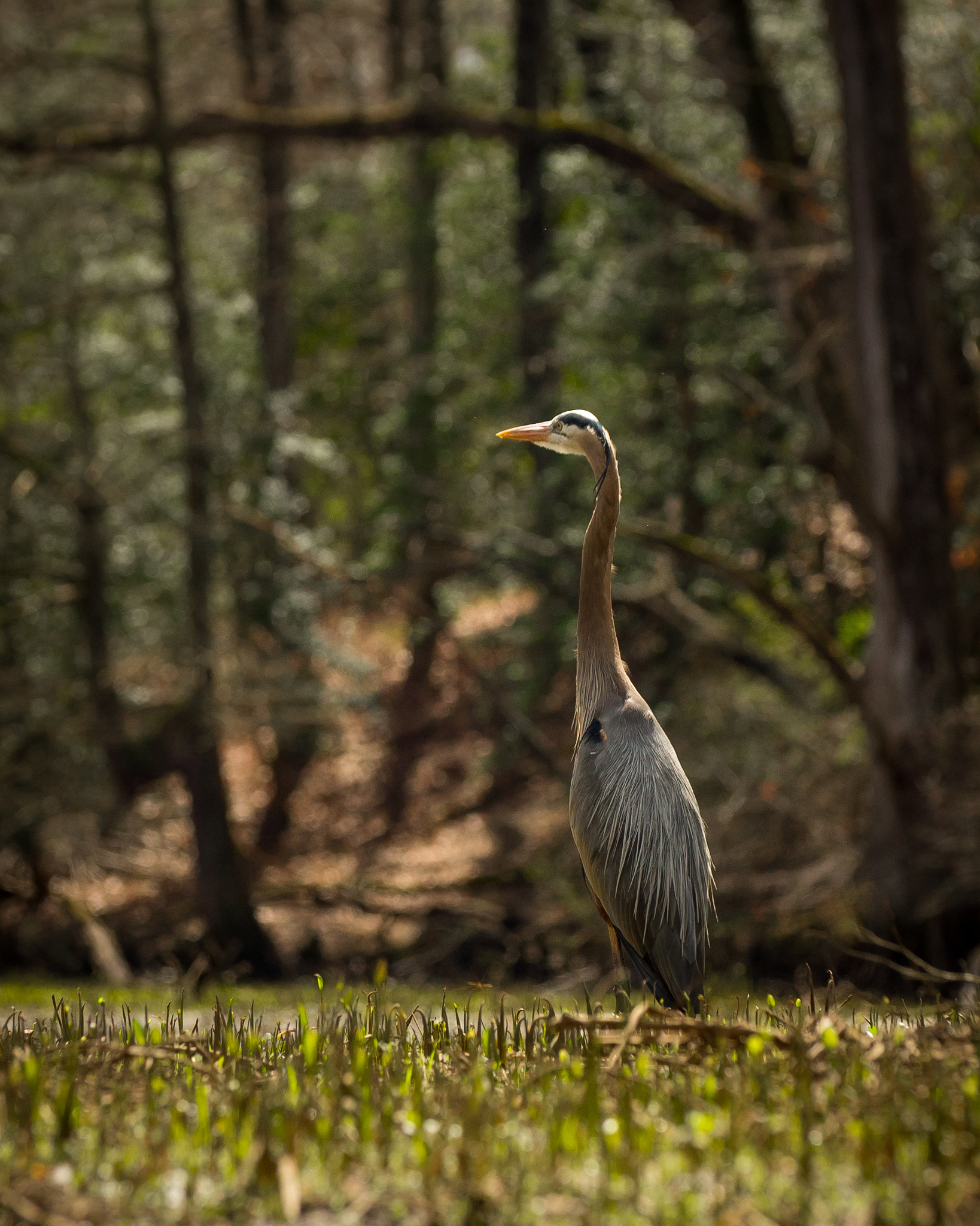 Panasonic Lumix DMC-GH4 + Canon EF 70-200mm F2.8L IS II USM sample photo. Heron up a creek photography