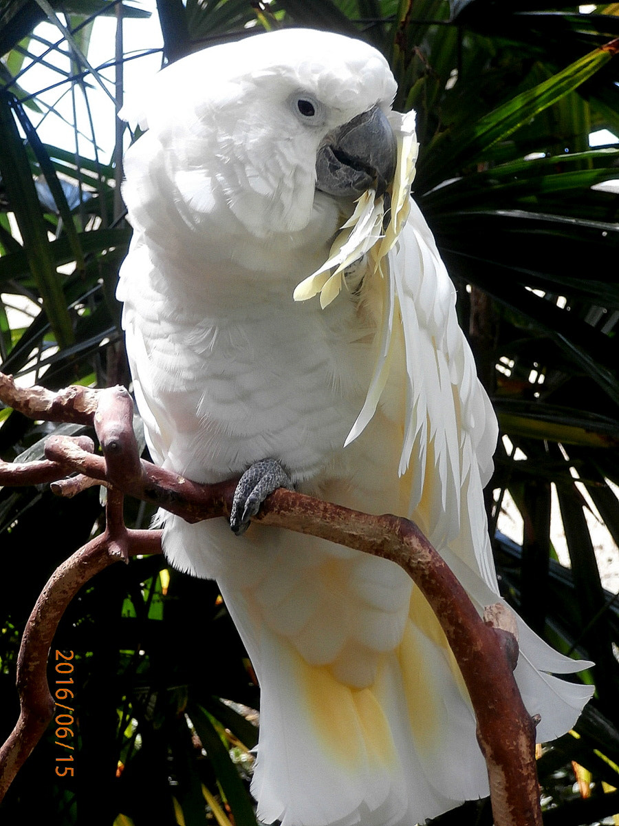 Olympus VR370,D785 sample photo. Crested cockatoo photography