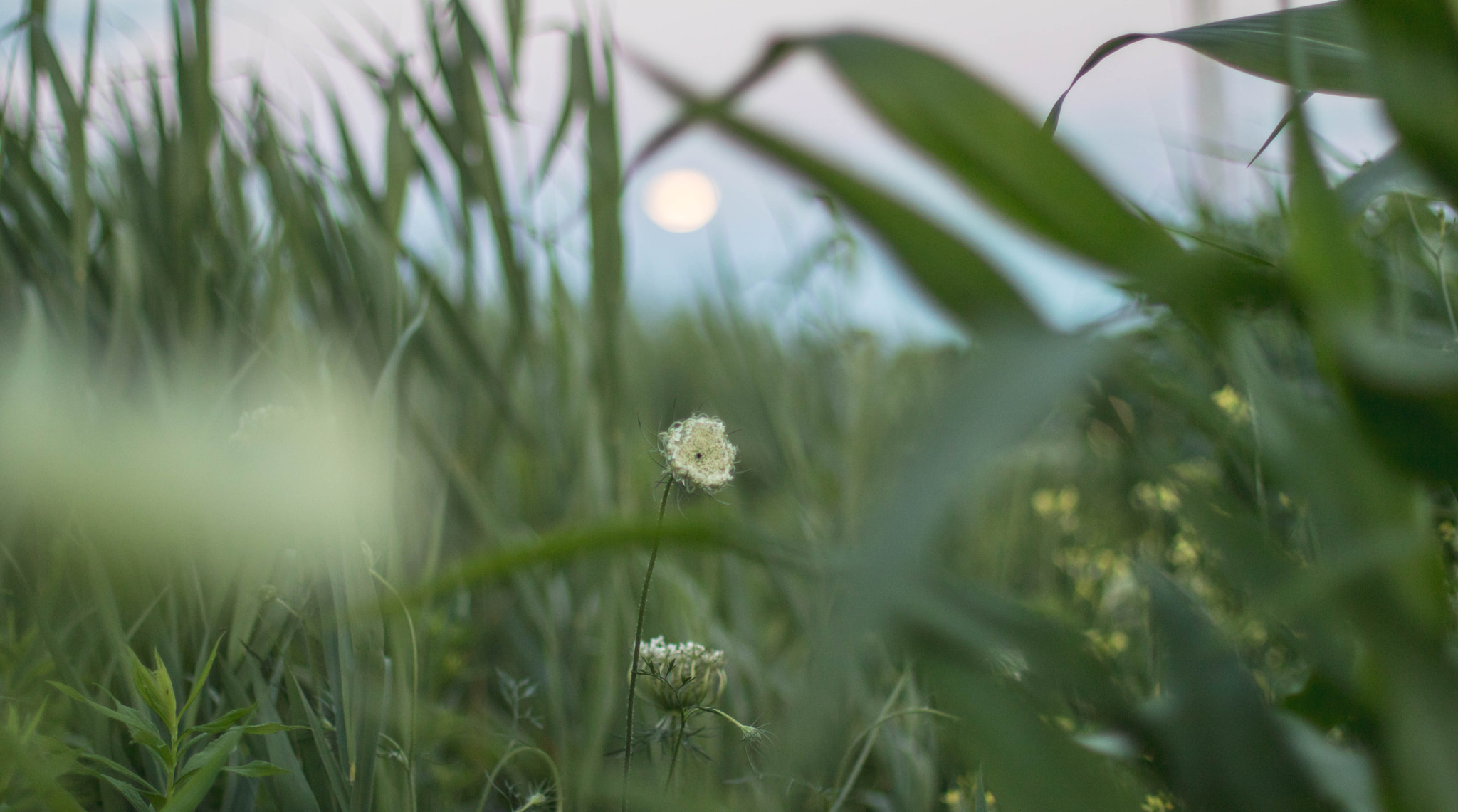 Canon EOS 760D (EOS Rebel T6s / EOS 8000D) sample photo. La pousse photography