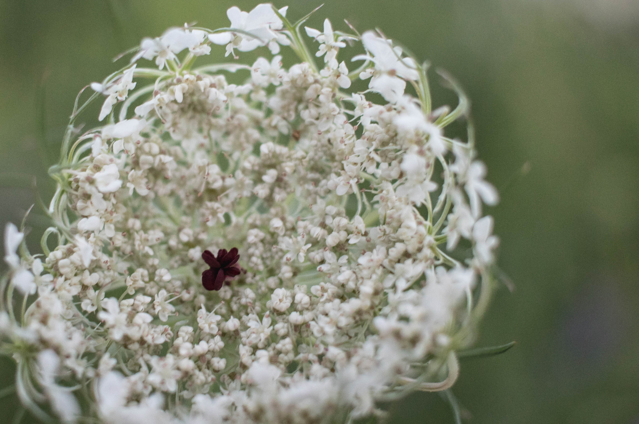 Canon EOS 760D (EOS Rebel T6s / EOS 8000D) sample photo. Flower photography