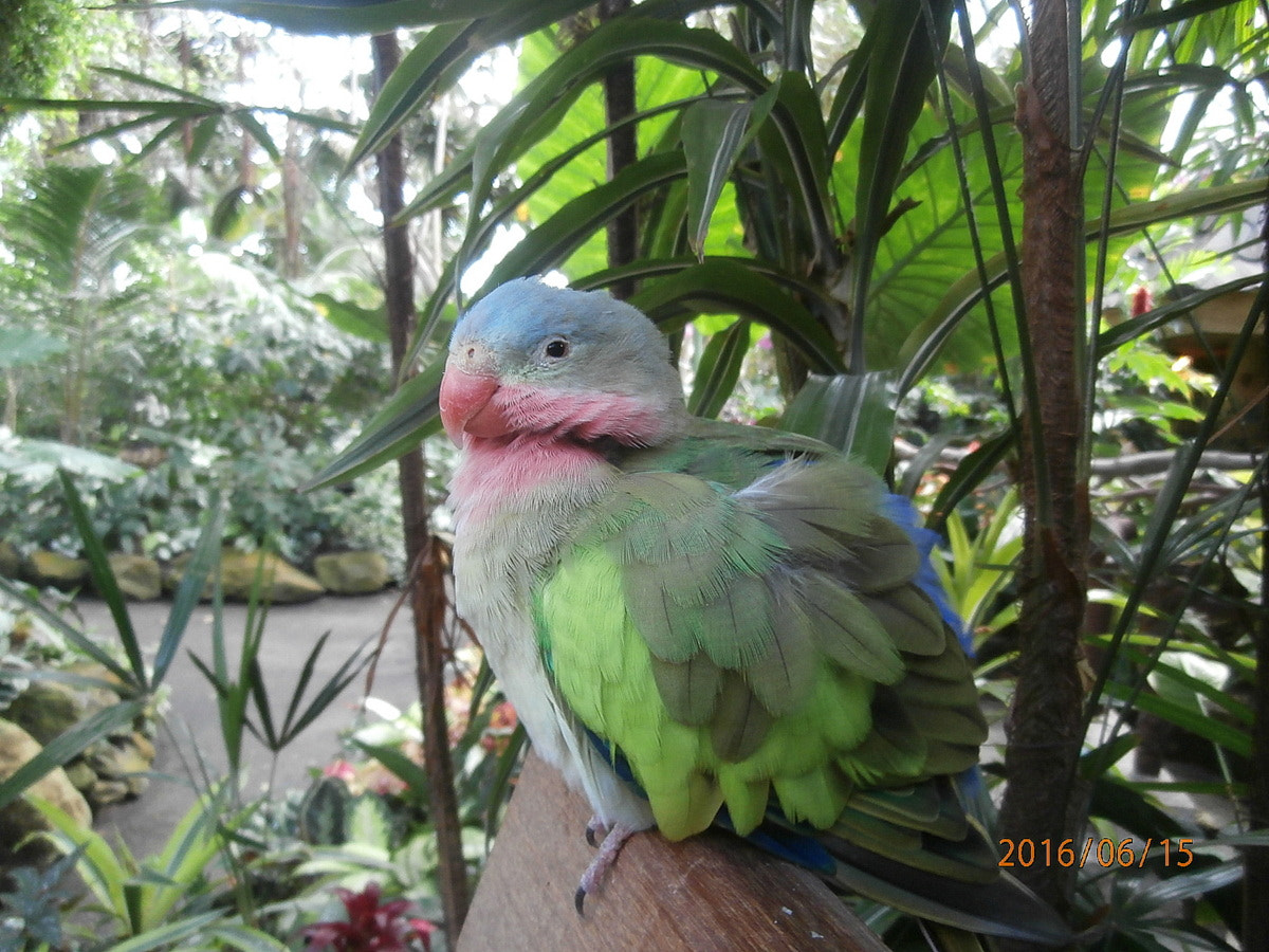 Olympus VR370,D785 sample photo. Princess parot photography