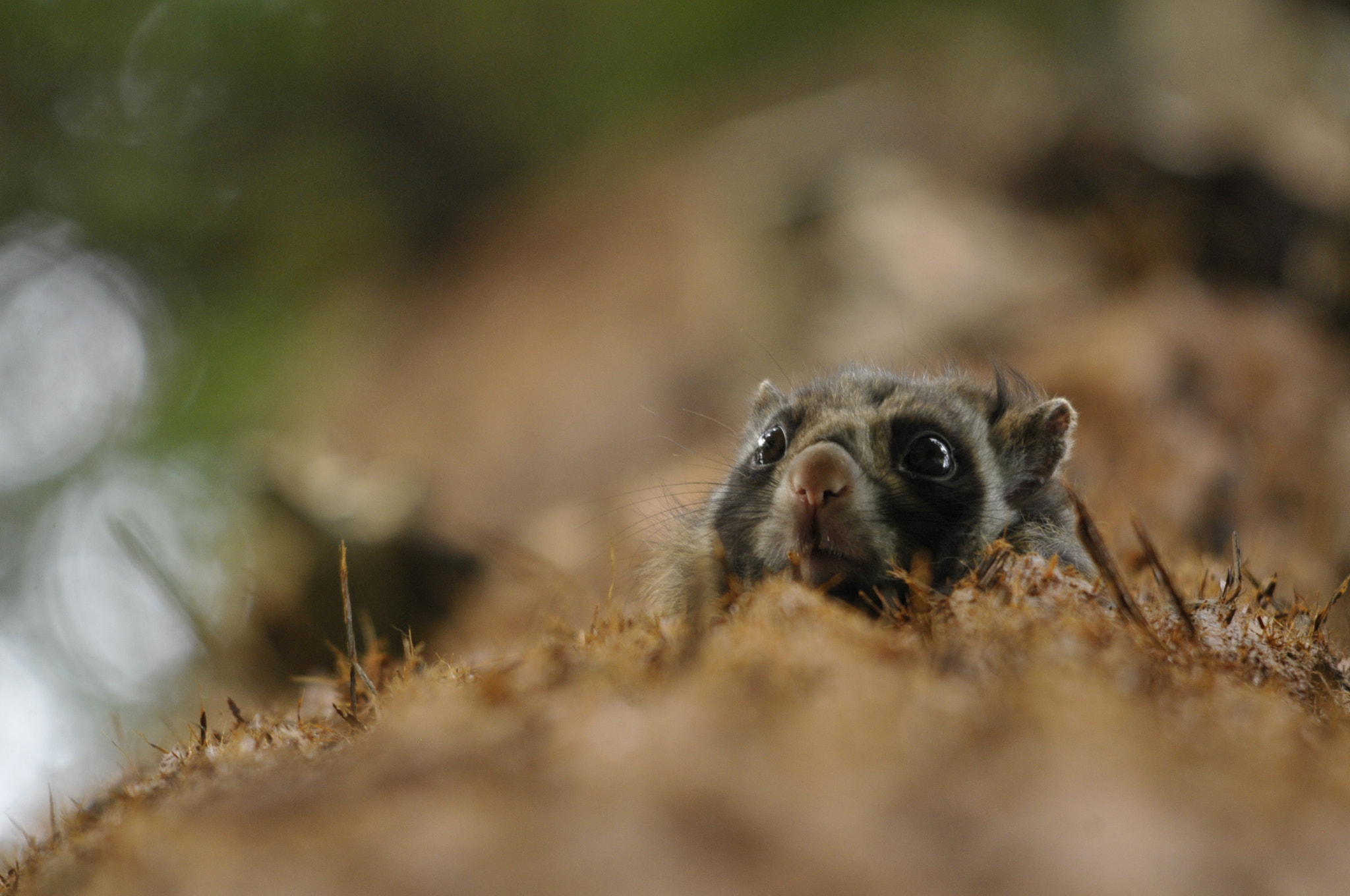 Sigma 150-500mm F5-6.3 DG OS HSM sample photo. Flying squirrel photography