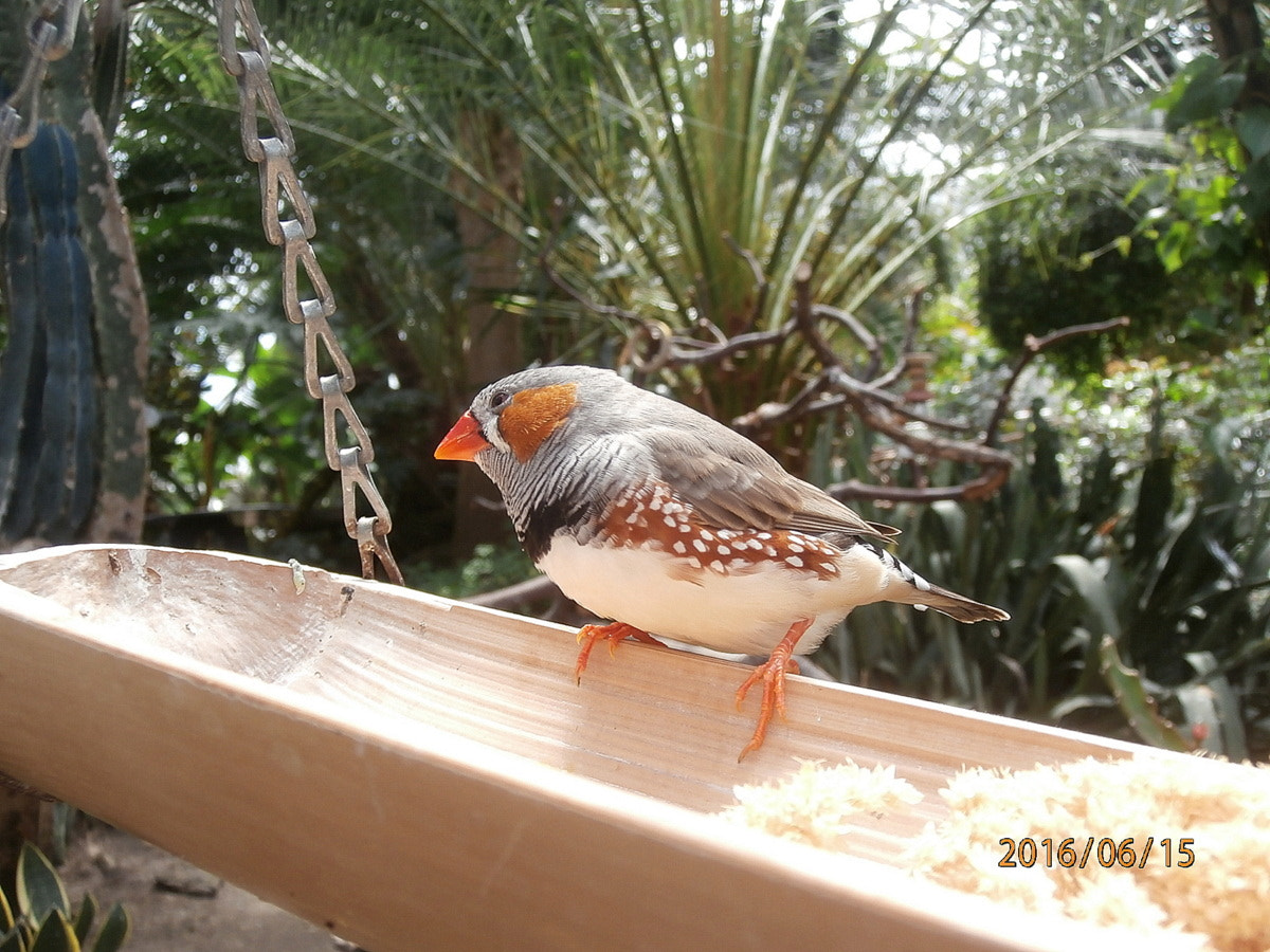 Olympus VR370,D785 sample photo. Zebra finch photography