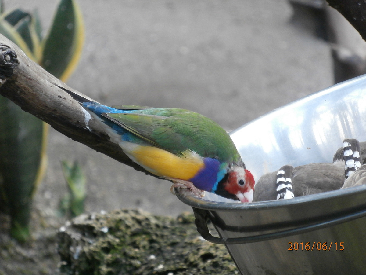 Olympus VR370,D785 sample photo. Gouldian finch photography