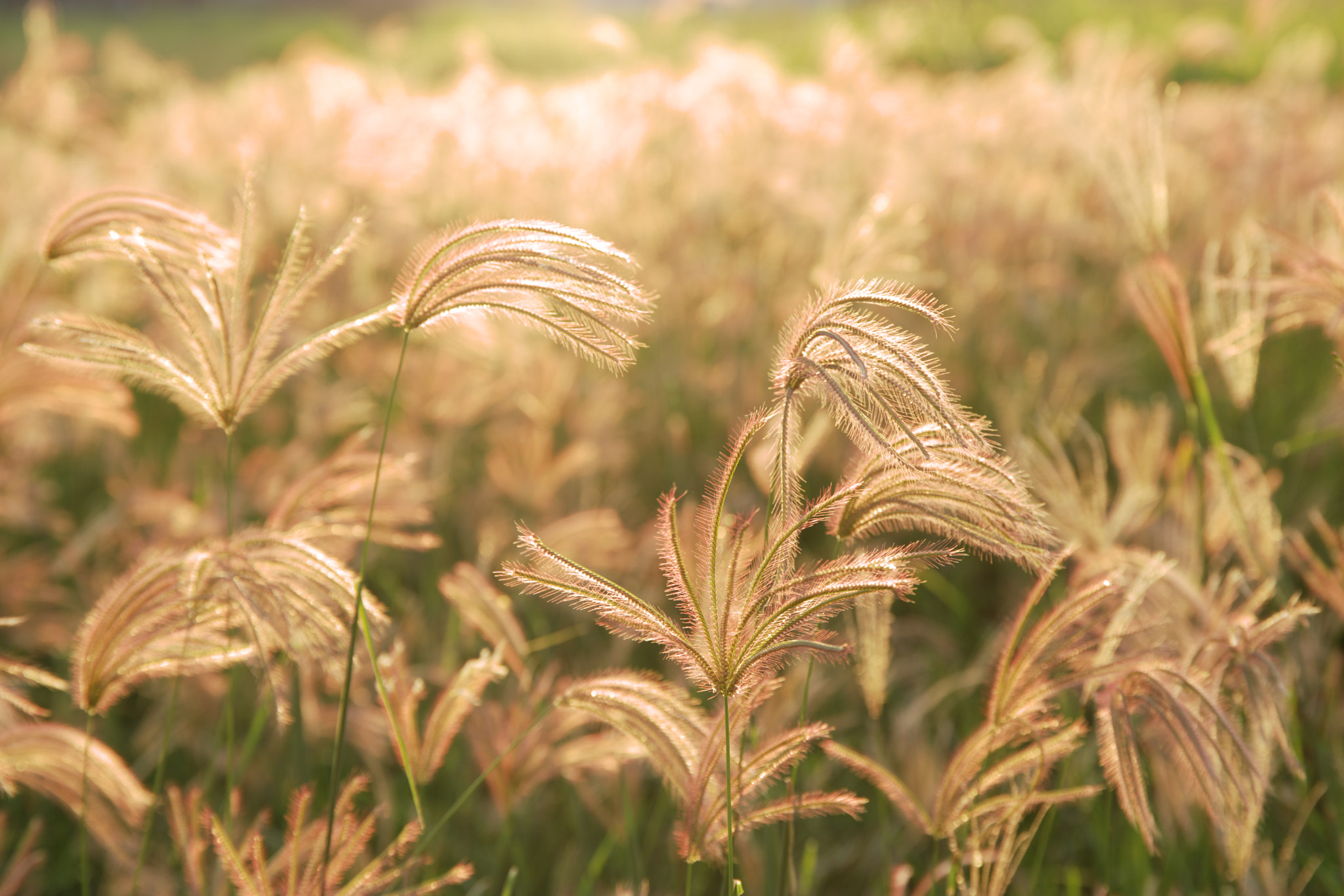 Saumsun NX 16-50mm F2-2.8 S ED OIS sample photo. Golden time photography