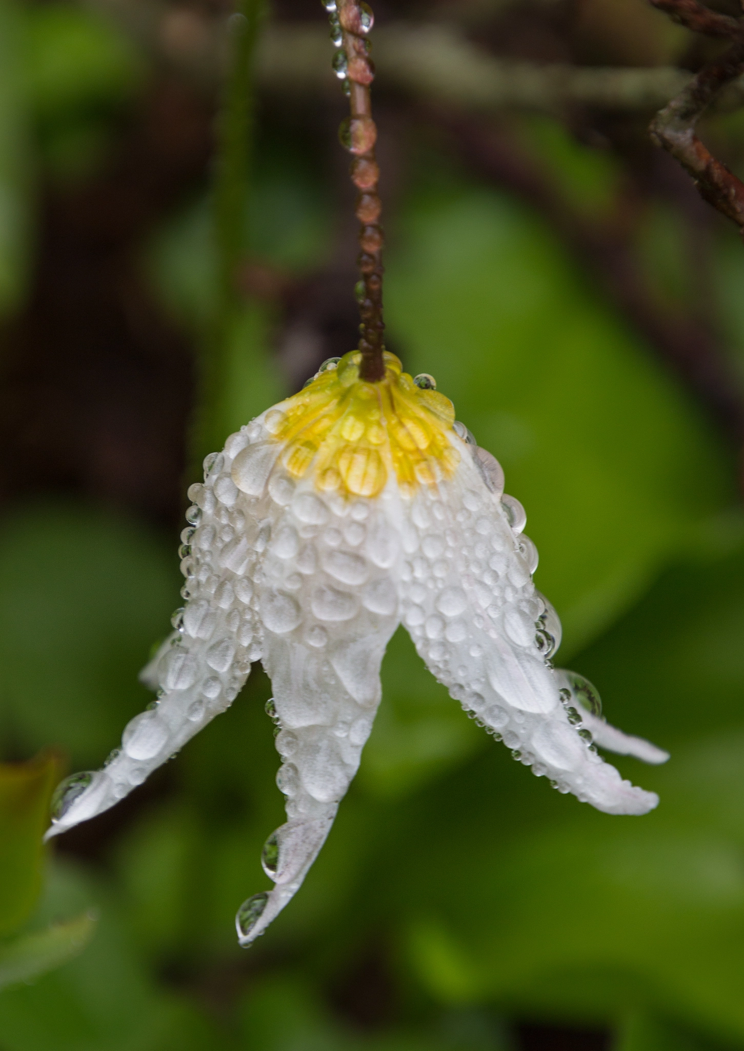 Canon EOS 100D (EOS Rebel SL1 / EOS Kiss X7) sample photo. Dew drop photography
