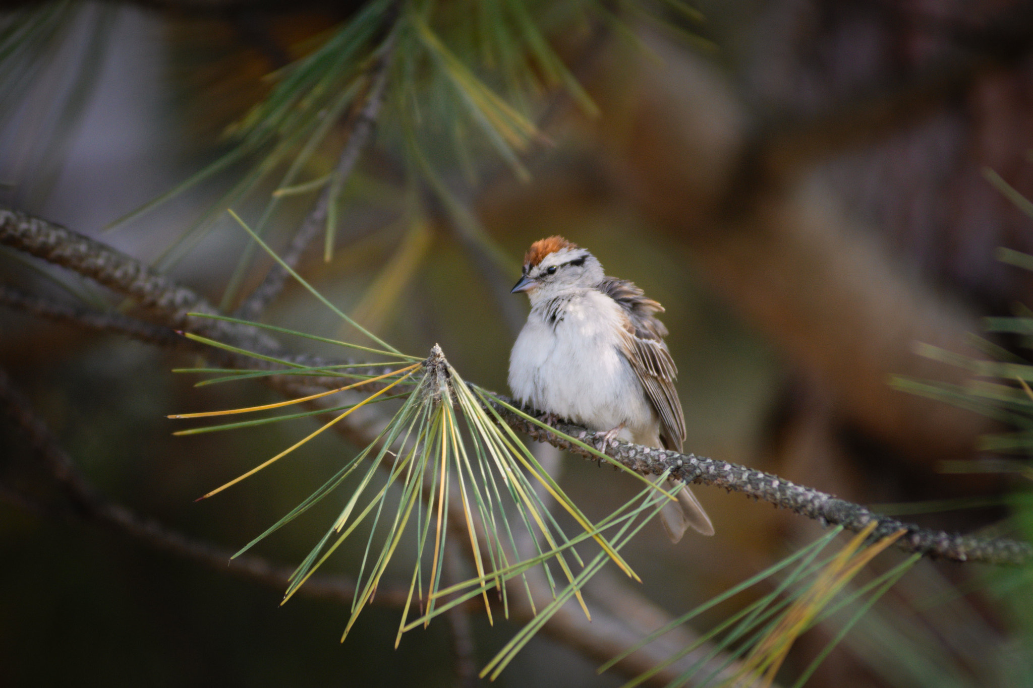 Nikon D800 + AF Zoom-Nikkor 80-200mm f/2.8 ED sample photo. Chipping sparrow photography