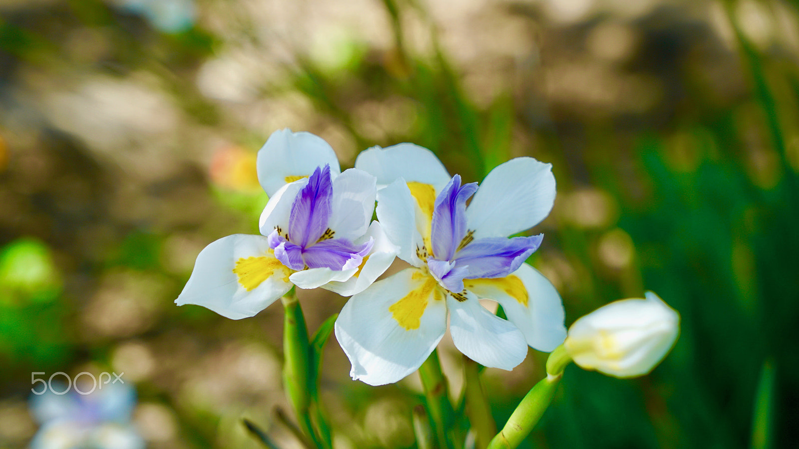 Sony Vario Tessar T* FE 24-70mm F4 ZA OSS sample photo. George & gracie photography