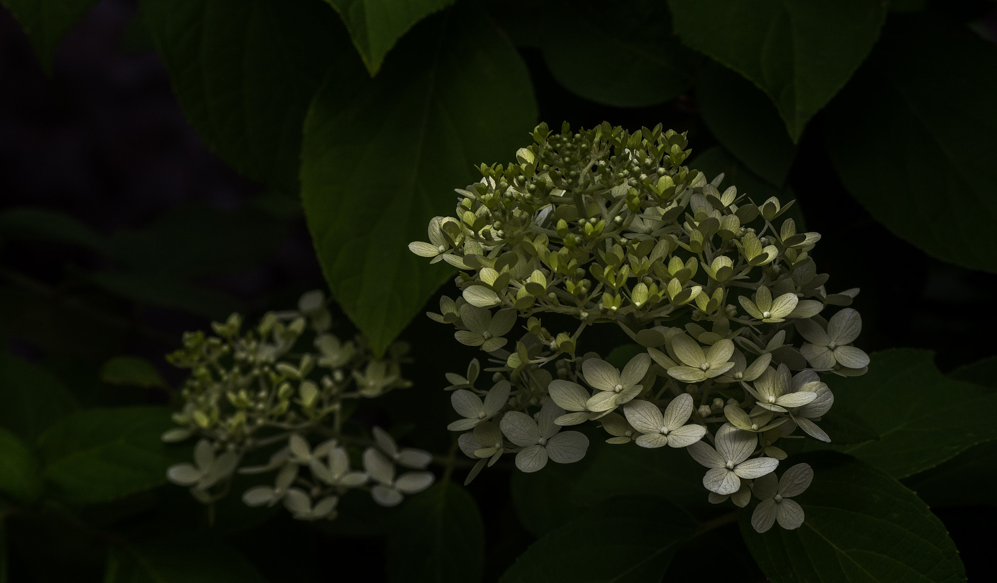 Panasonic Lumix G Vario 45-200mm F4-5.6 OIS sample photo. Young beauty photography