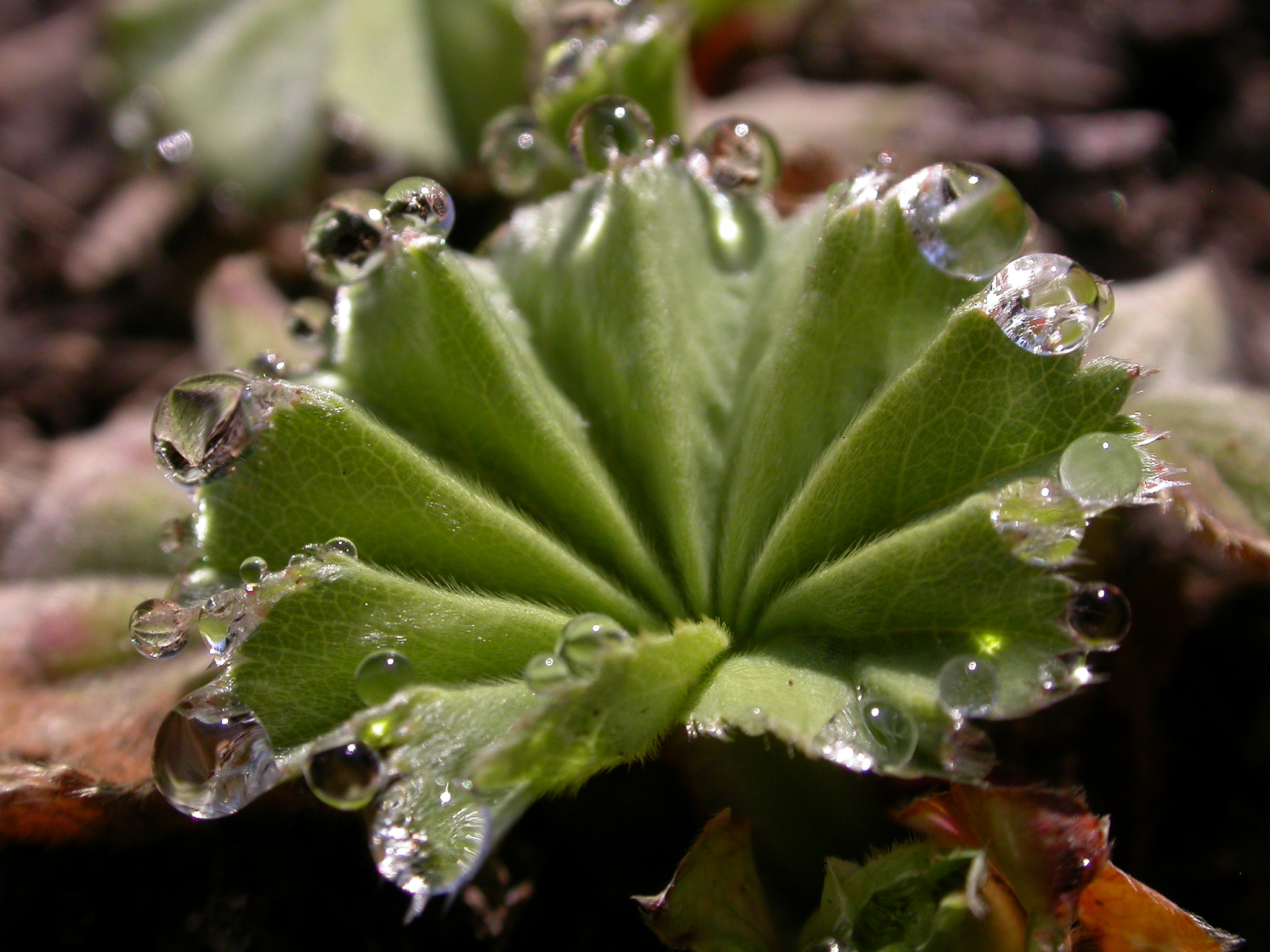 Nikon E4500 sample photo. Tiny plant dew photography