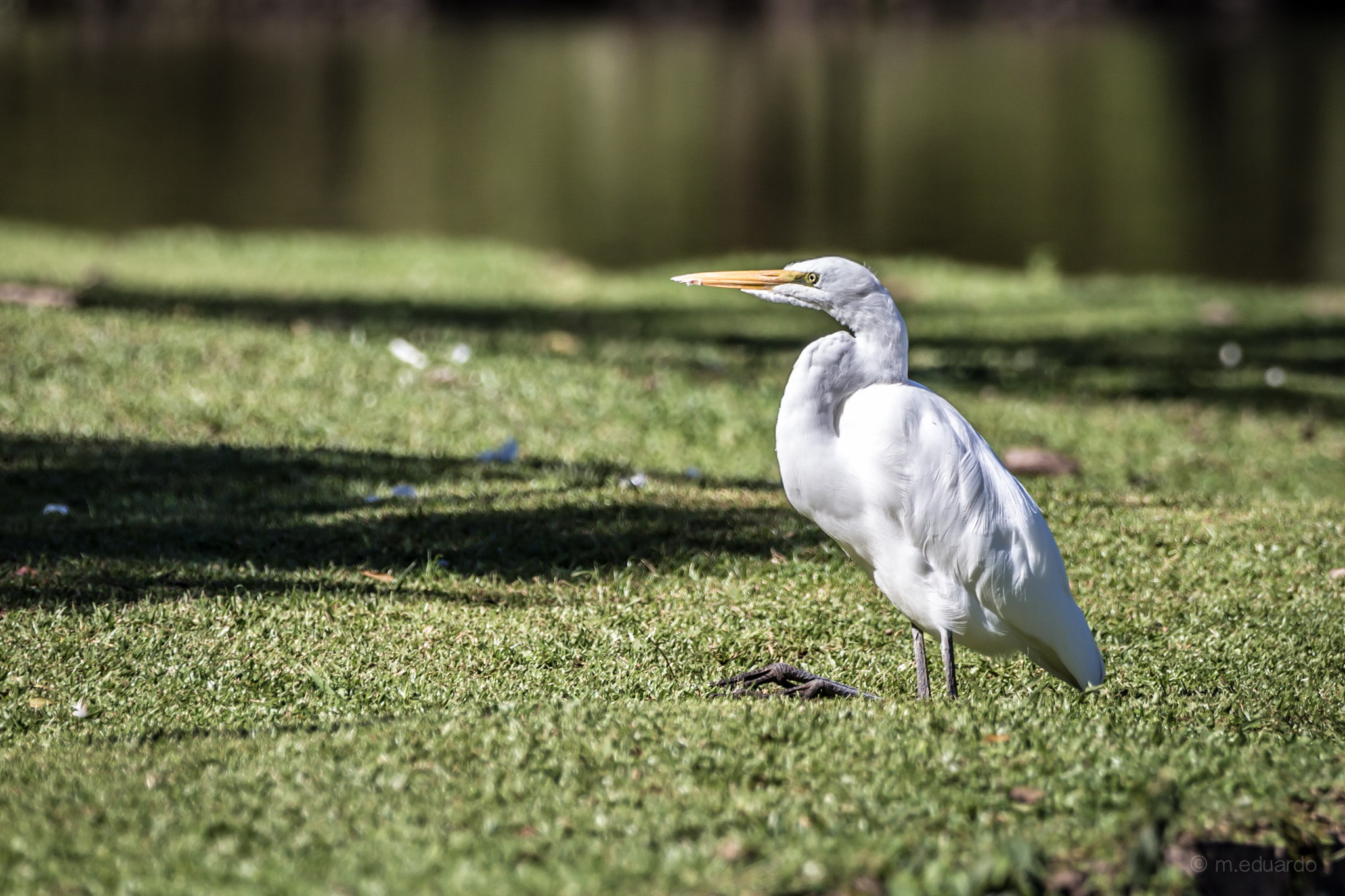 Canon EOS 6D + Canon EF 70-200mm F2.8L IS II USM sample photo. Descansando as pernas photography