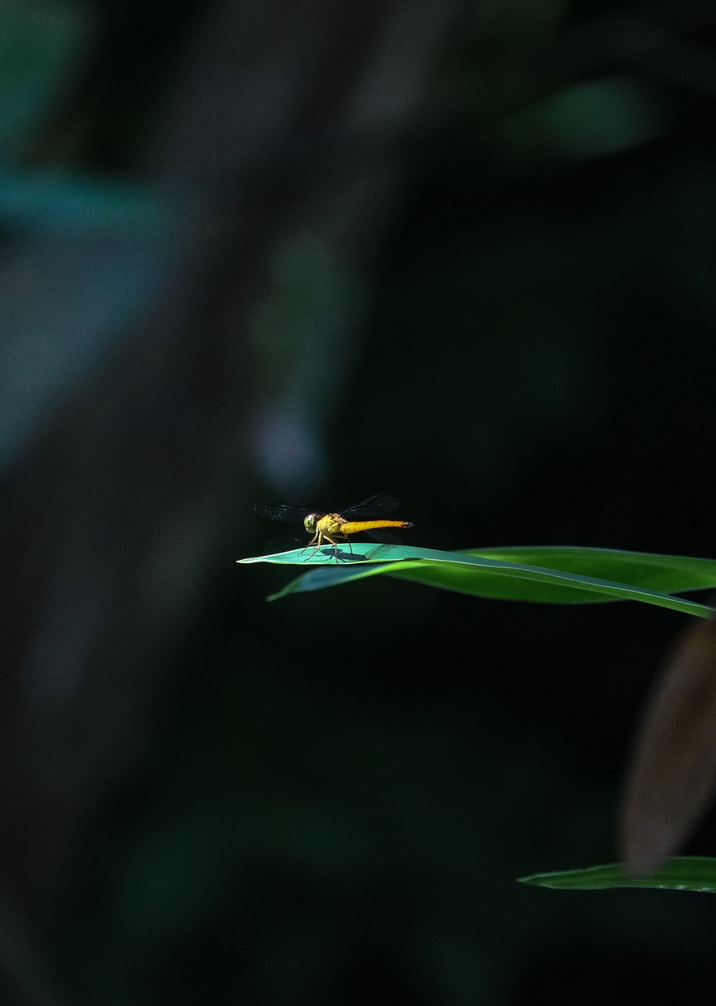 Canon EF-S 55-250mm F4-5.6 IS STM sample photo